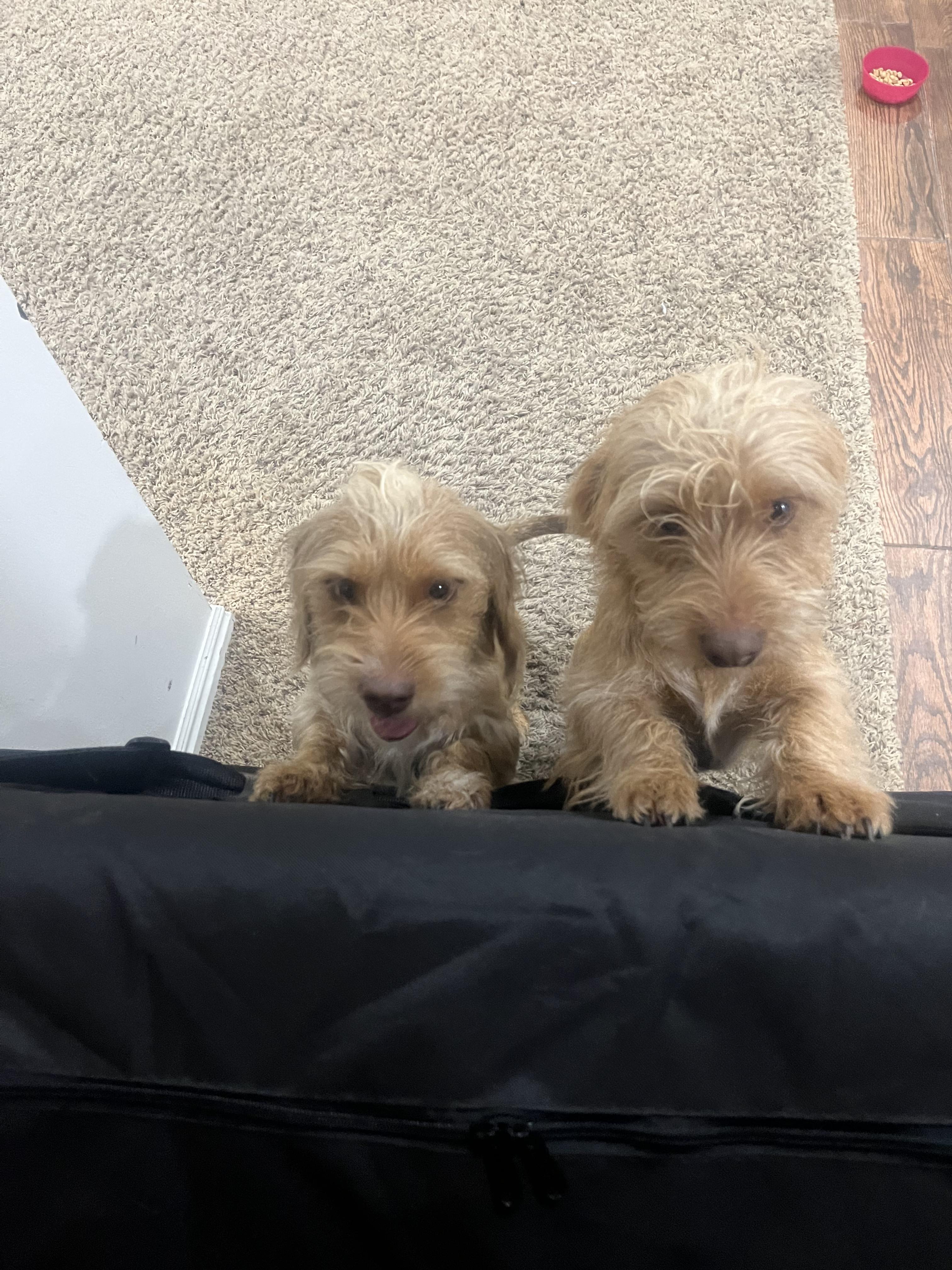 Enlarge Richie, an adoptable mixed breed in West Valley, UT image 4/6