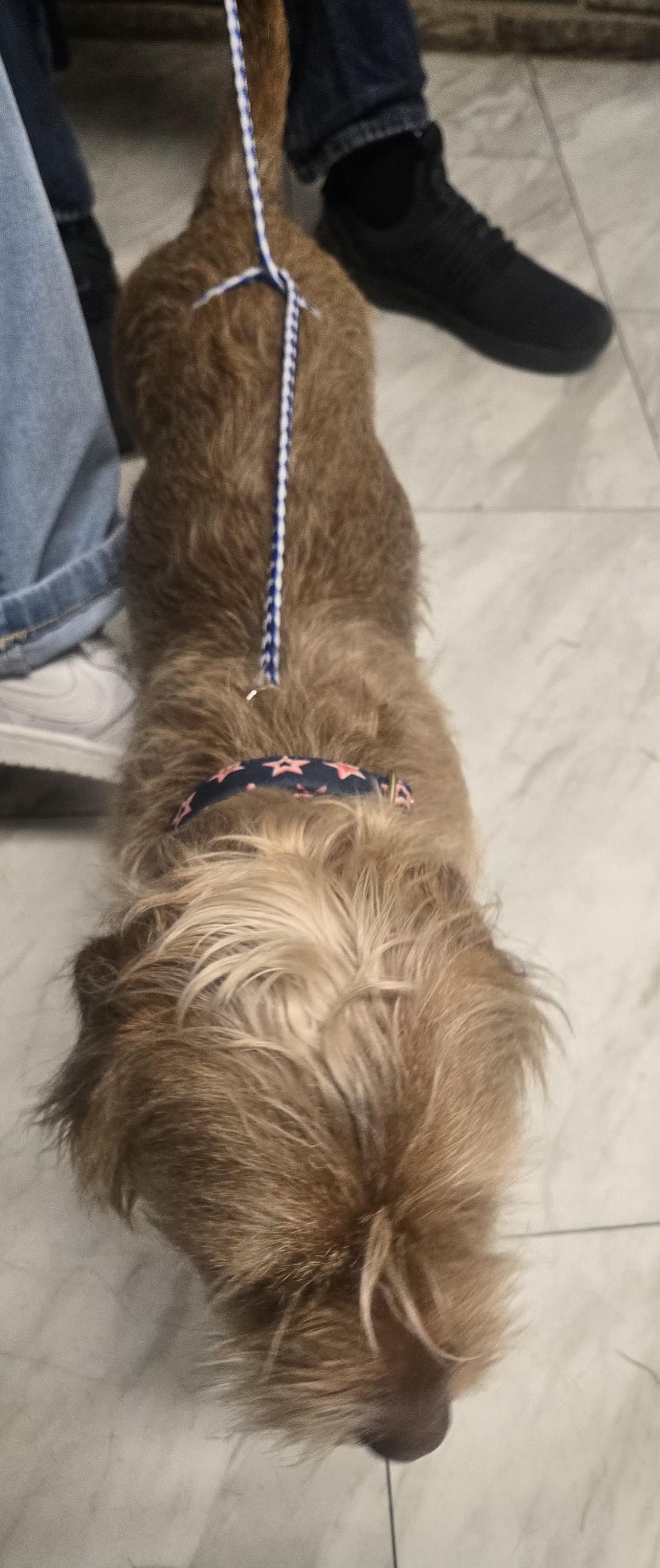 Enlarge Richie, an adoptable mixed breed in West Valley, UT image 5/6