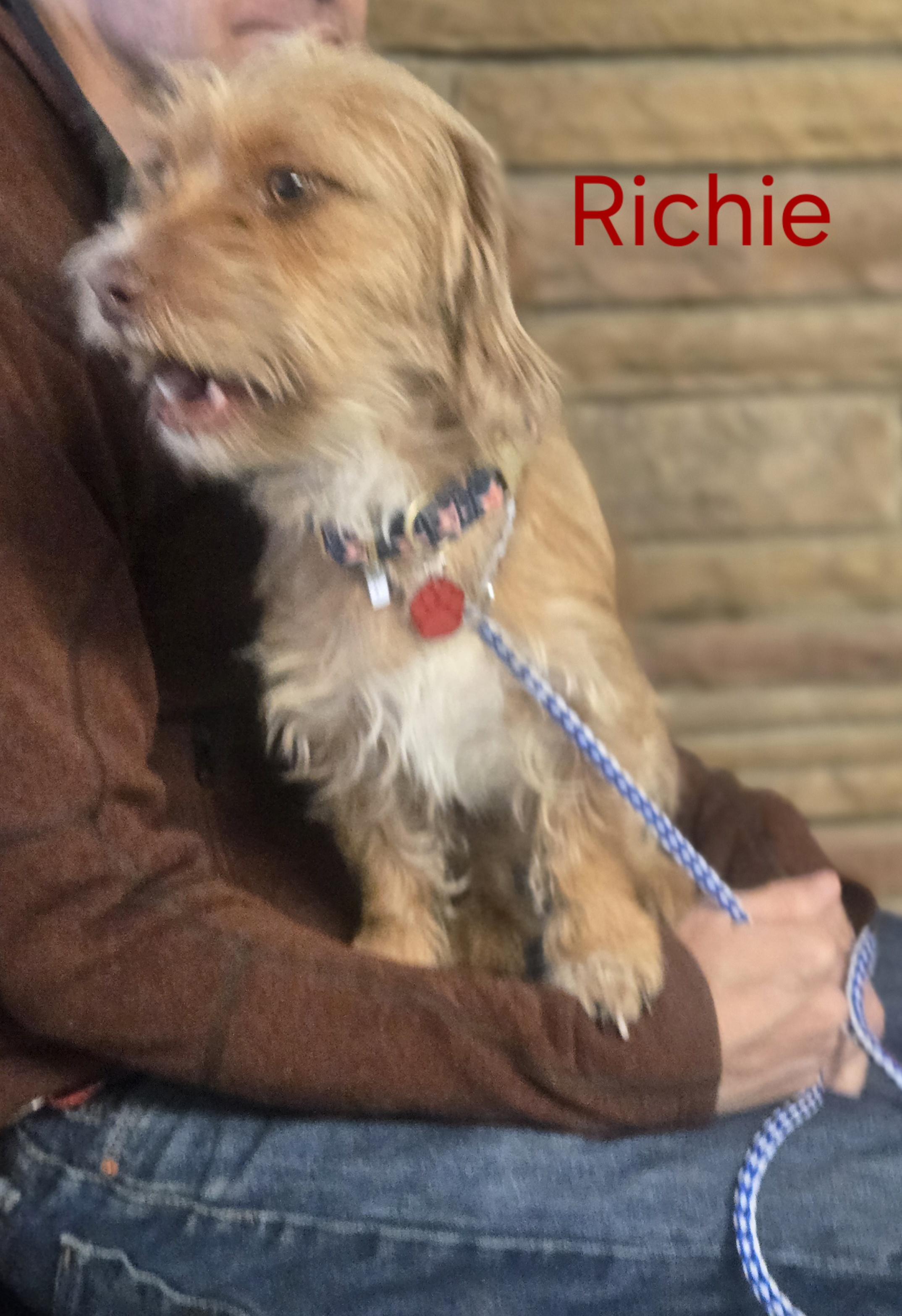 Enlarge Richie, an adoptable mixed breed in West Valley, UT image 2/6