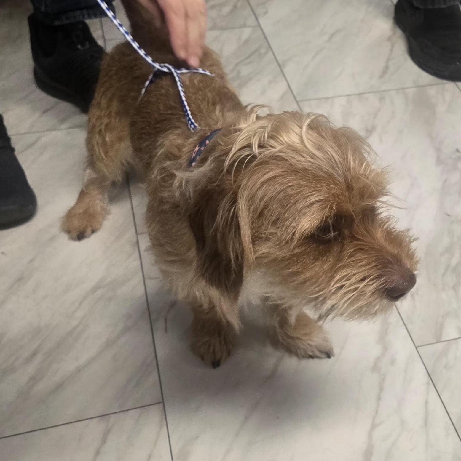 Richie, adoptable, Adult Male Wirehaired Dachshund.