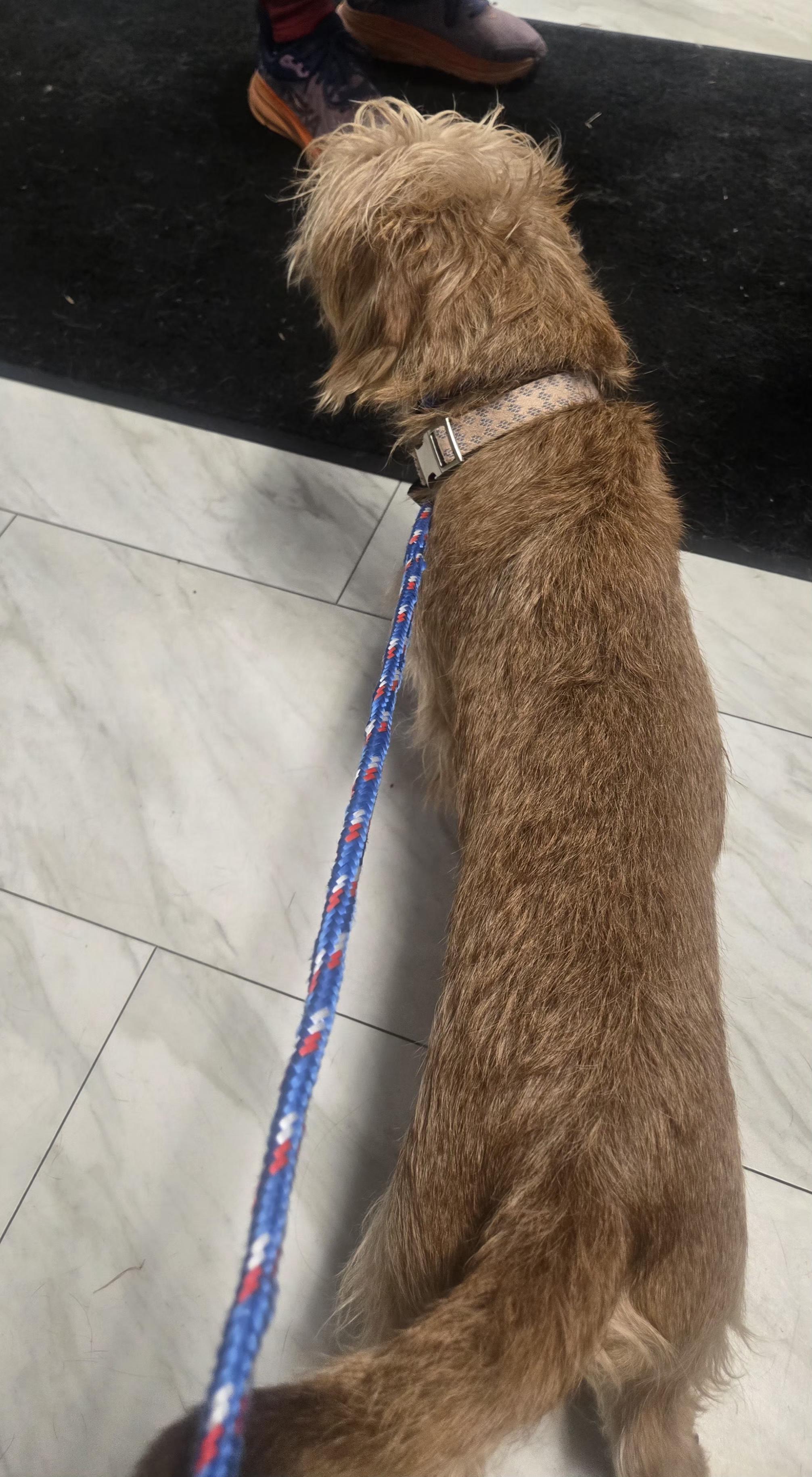 Enlarge Richie, an adoptable mixed breed in West Valley, UT image 6/6