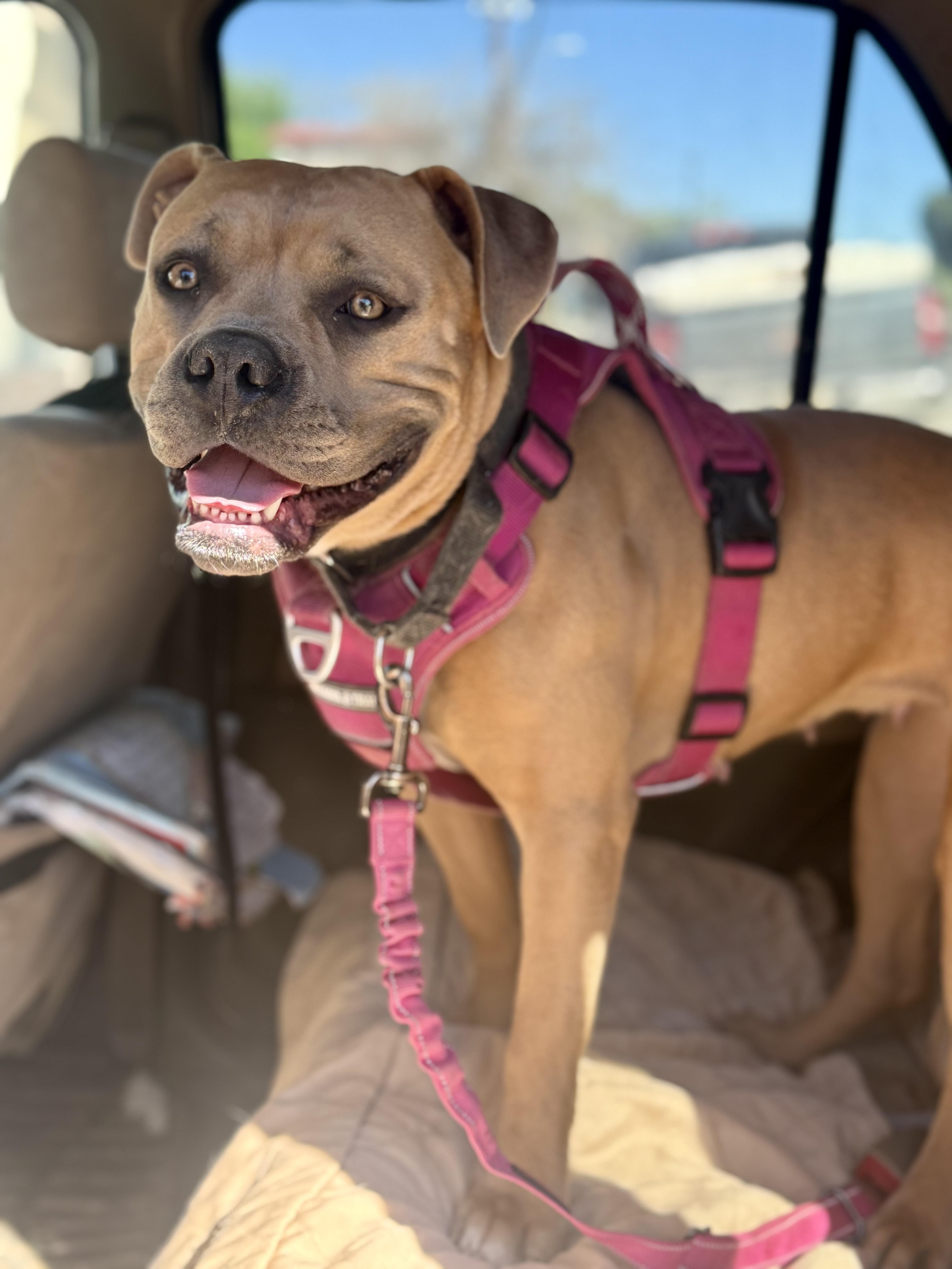 Fawn, Adoptable, Young Female Pit Bull Terrier.
