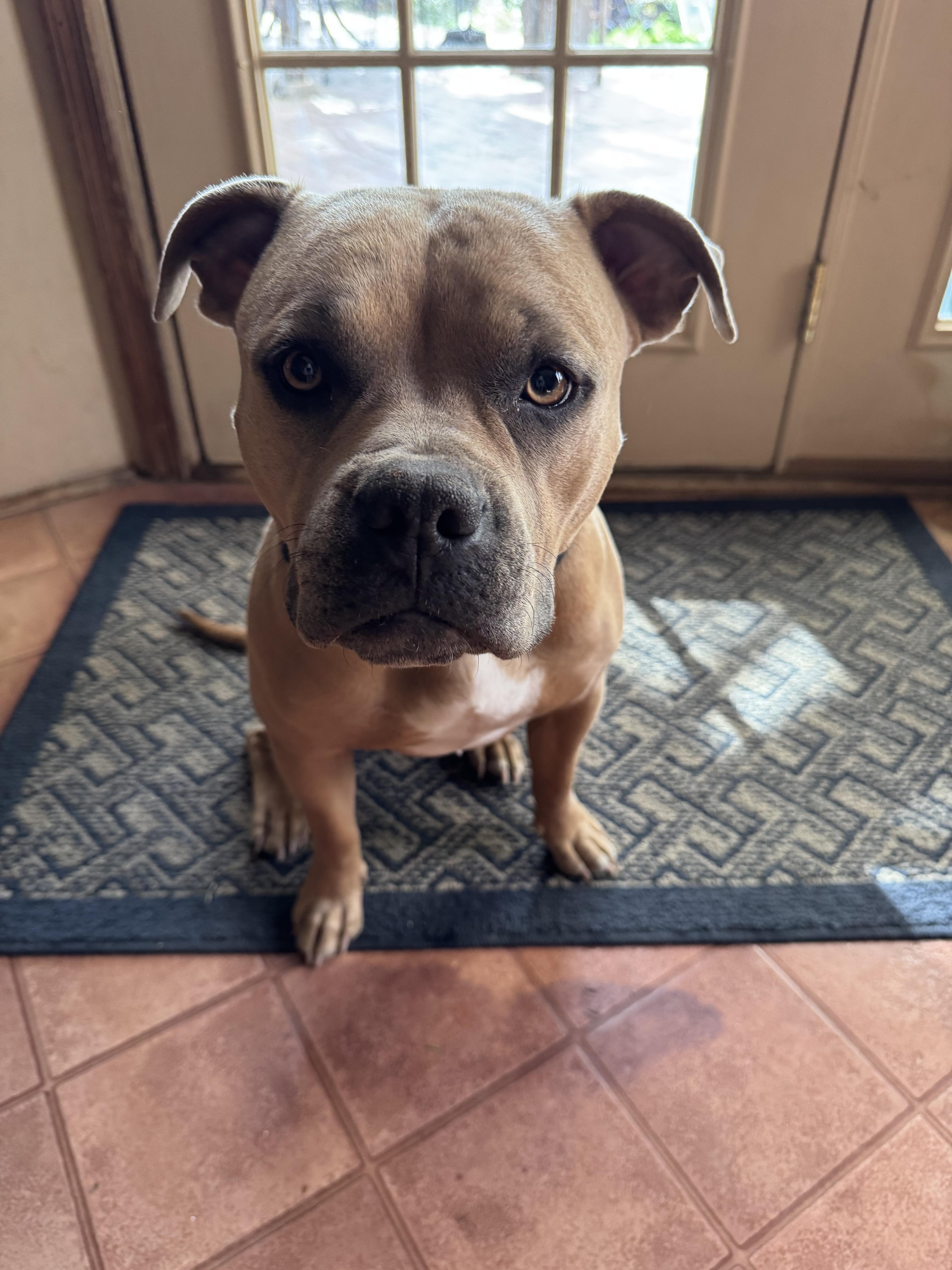 Fawn, a Adoptable Pit Bull Terrier in Tucson, AZ image 2/6