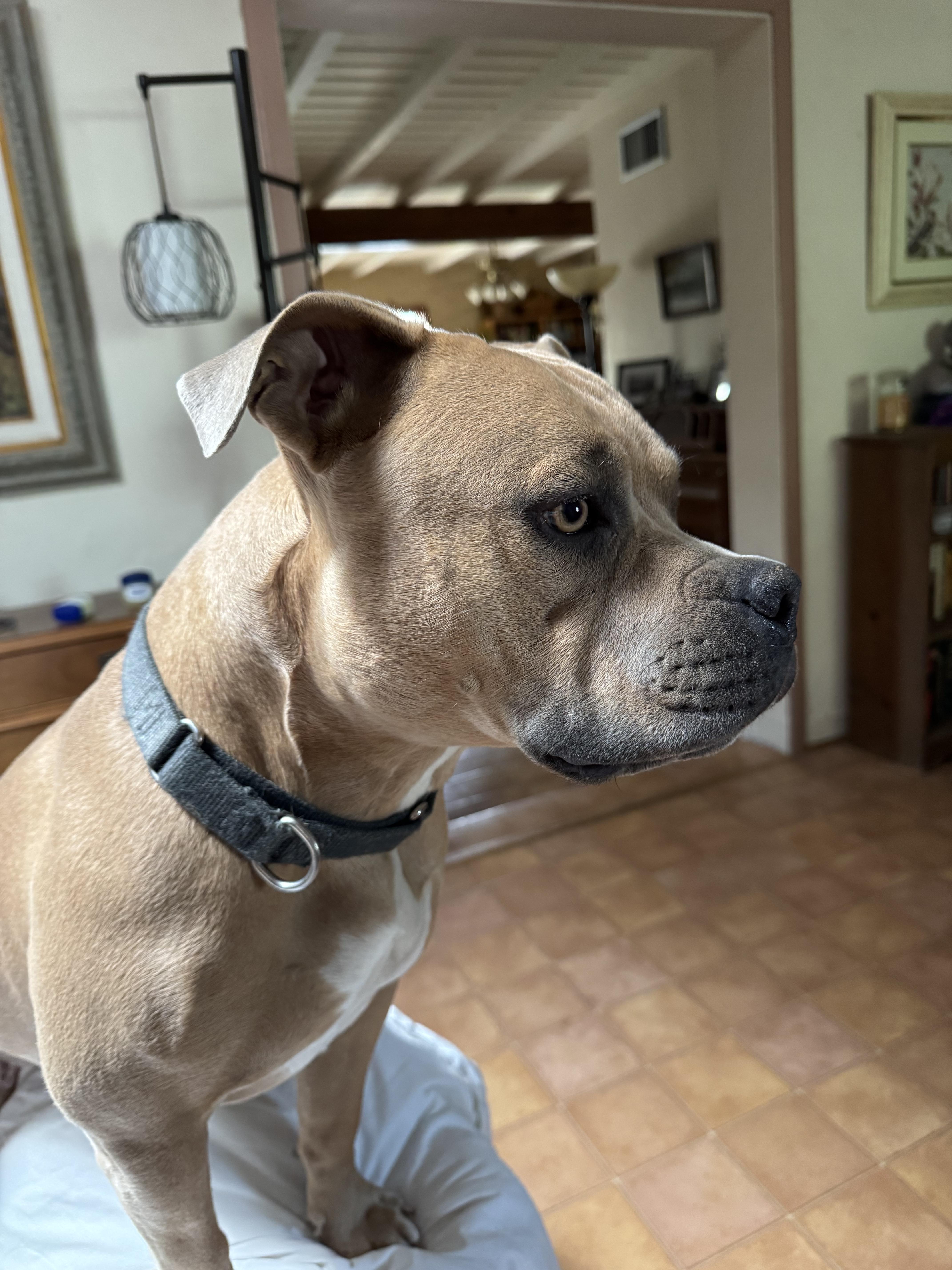 Fawn, a Adoptable Pit Bull Terrier in Tucson, AZ image 3/6