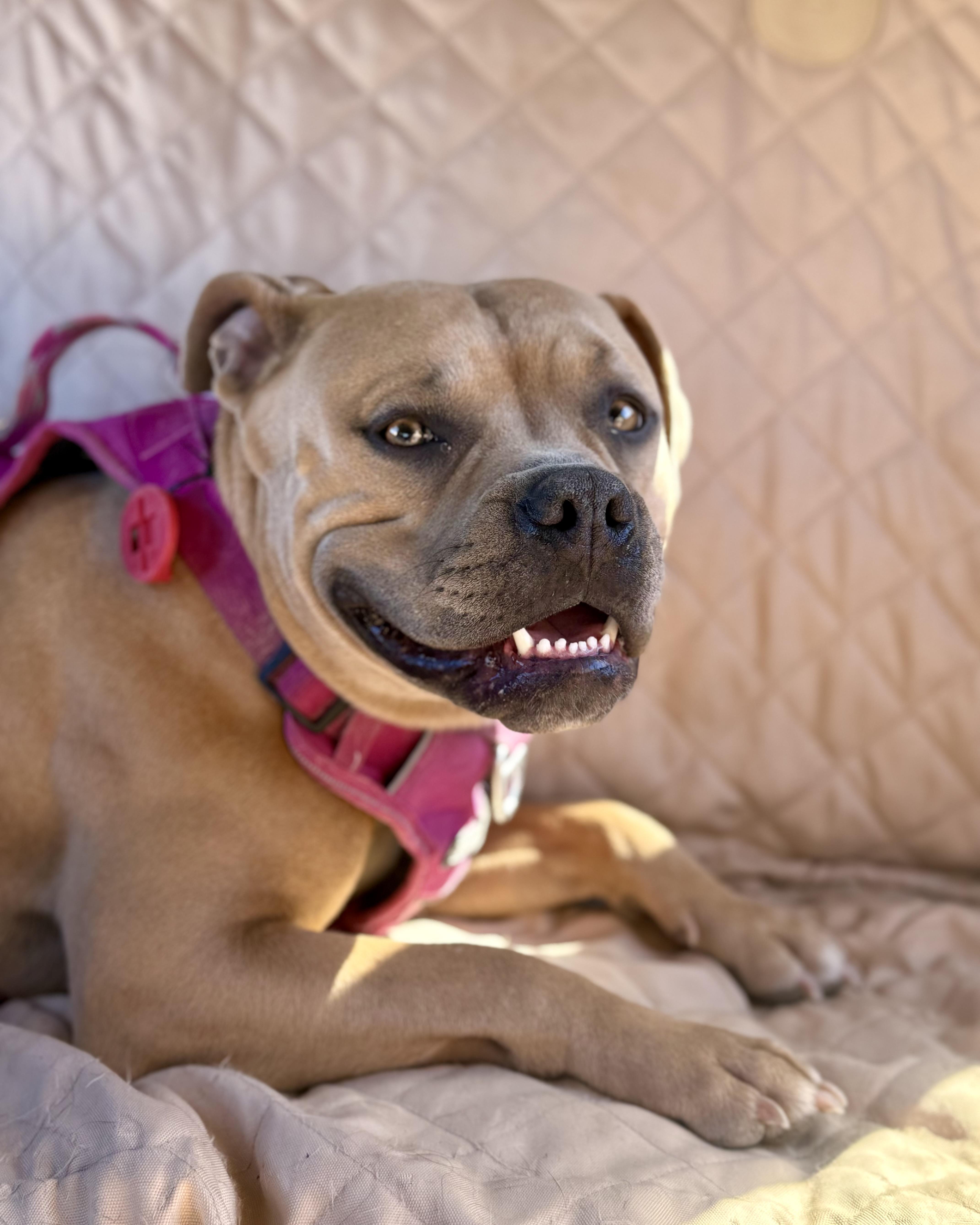 Fawn, a Adoptable Pit Bull Terrier in Tucson, AZ image 4/6