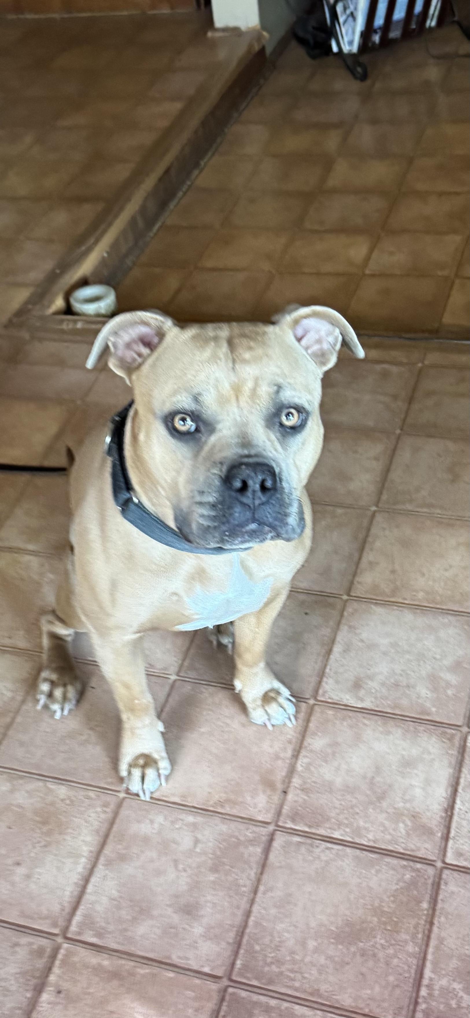 Fawn, a Adoptable Pit Bull Terrier in Tucson, AZ image 5/6