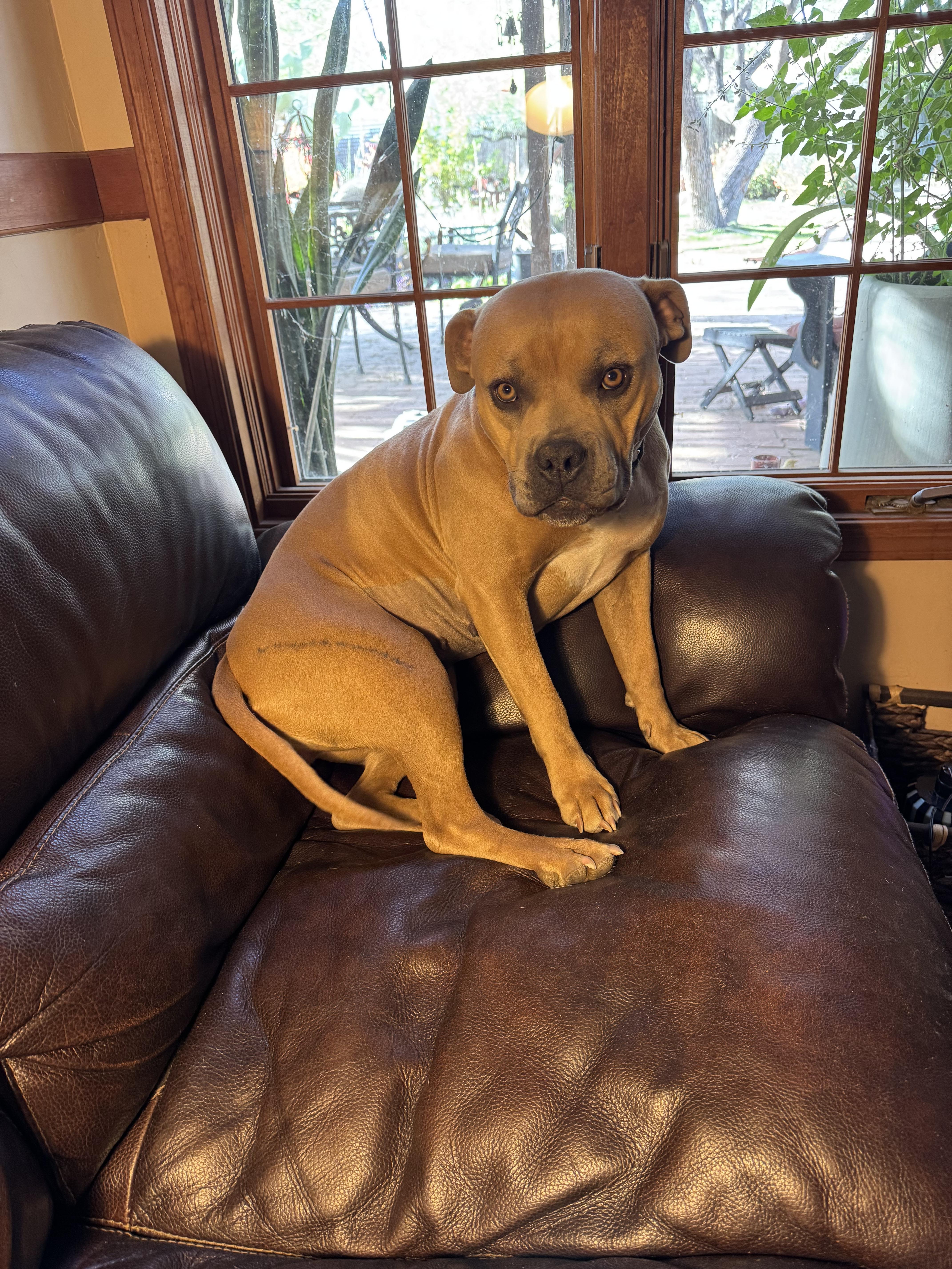 Fawn, a Adoptable Pit Bull Terrier in Tucson, AZ image 6/6