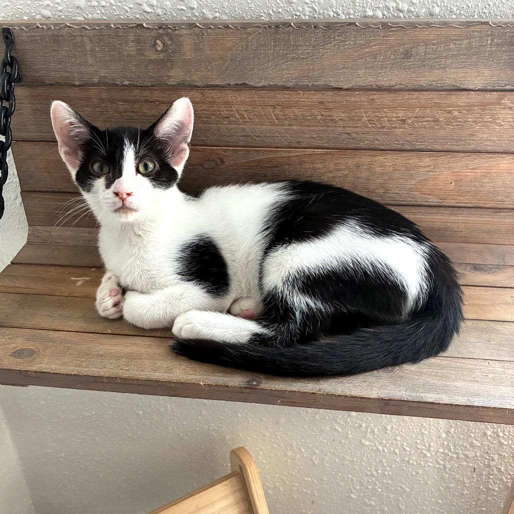 Lager 2, Adoptable, Kitten Male Domestic Short Hair.