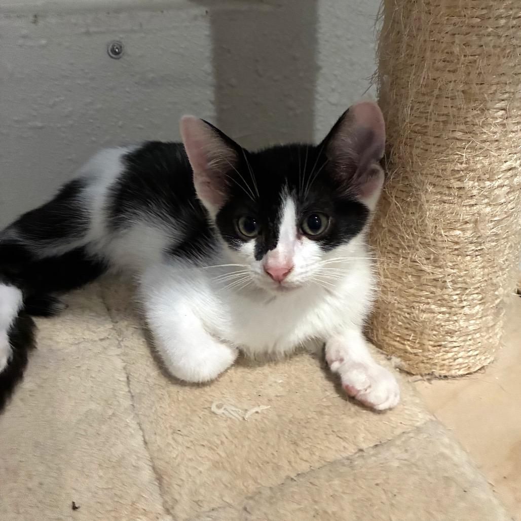 Lager 2, a Adoptable Domestic Short Hair in Bulverde, TX image 2/2