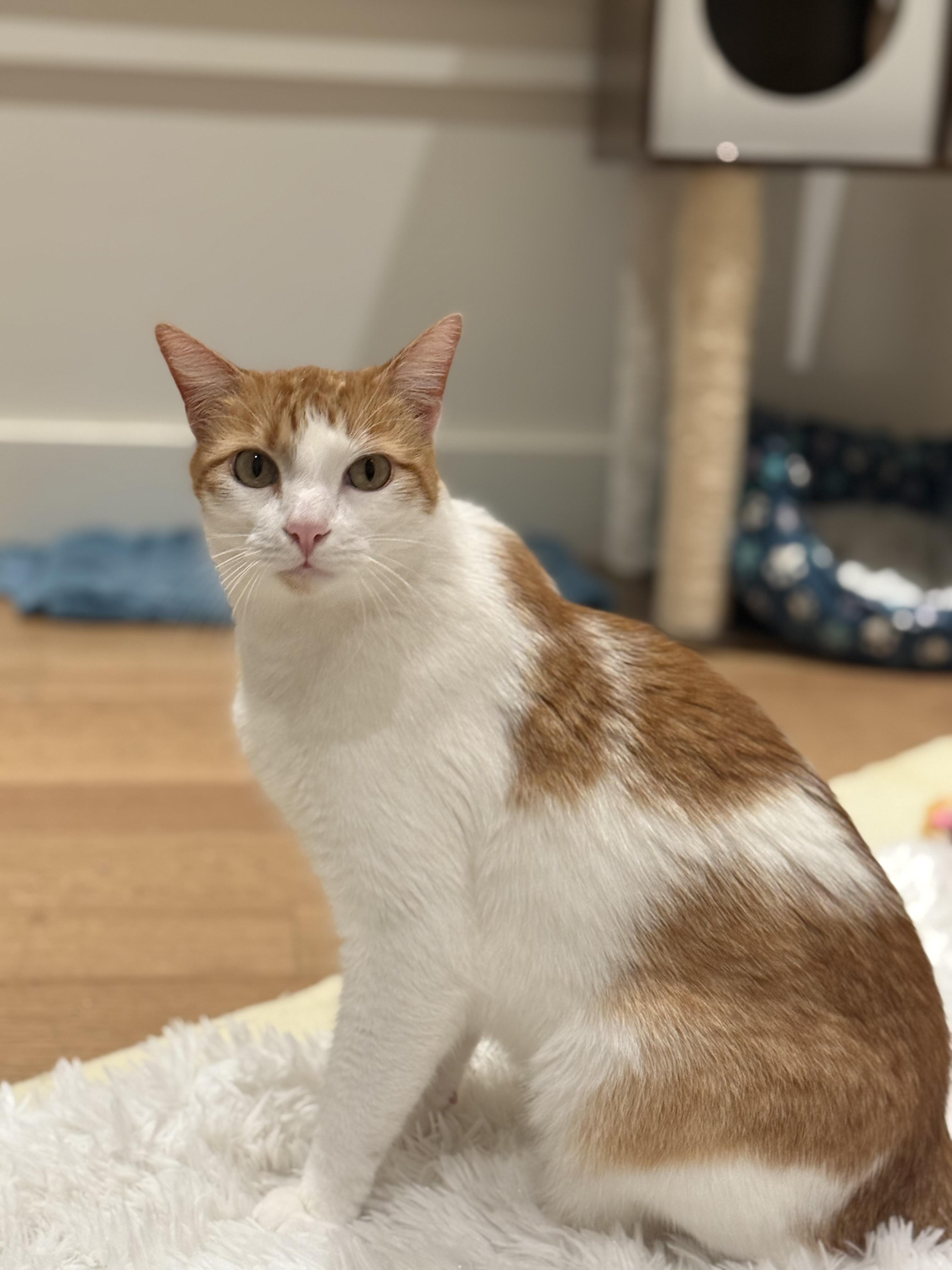 Oliver (bonded to Ash), a ADOPTABLE American Shorthair in Sunset Valley, TX image 2/6