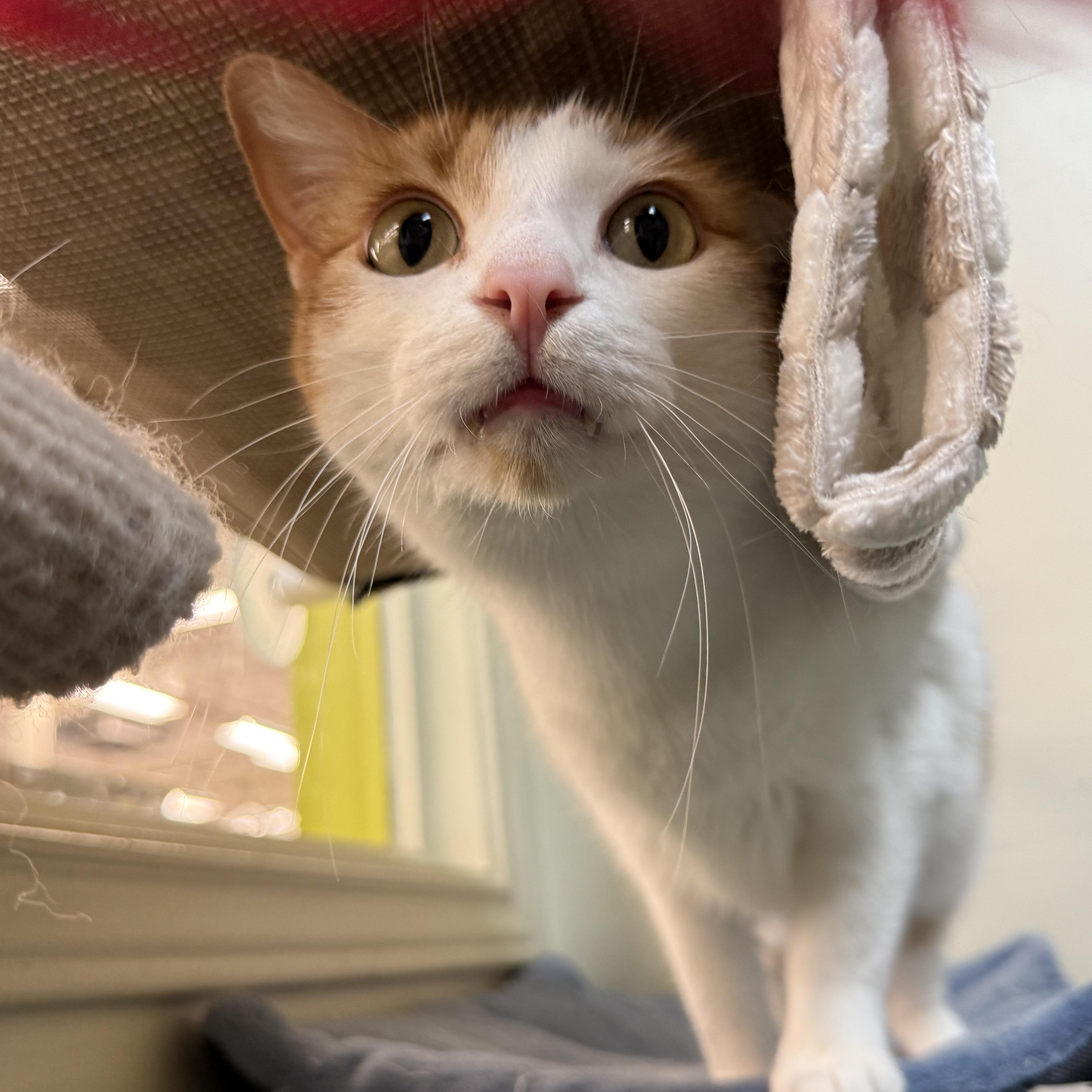 Oliver (bonded to Ash), ADOPTABLE, Adult Male American Shorthair.
