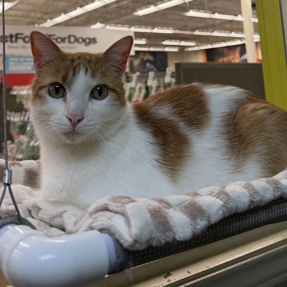 Oliver (bonded to Ash), a ADOPTABLE American Shorthair in Sunset Valley, TX image 5/6