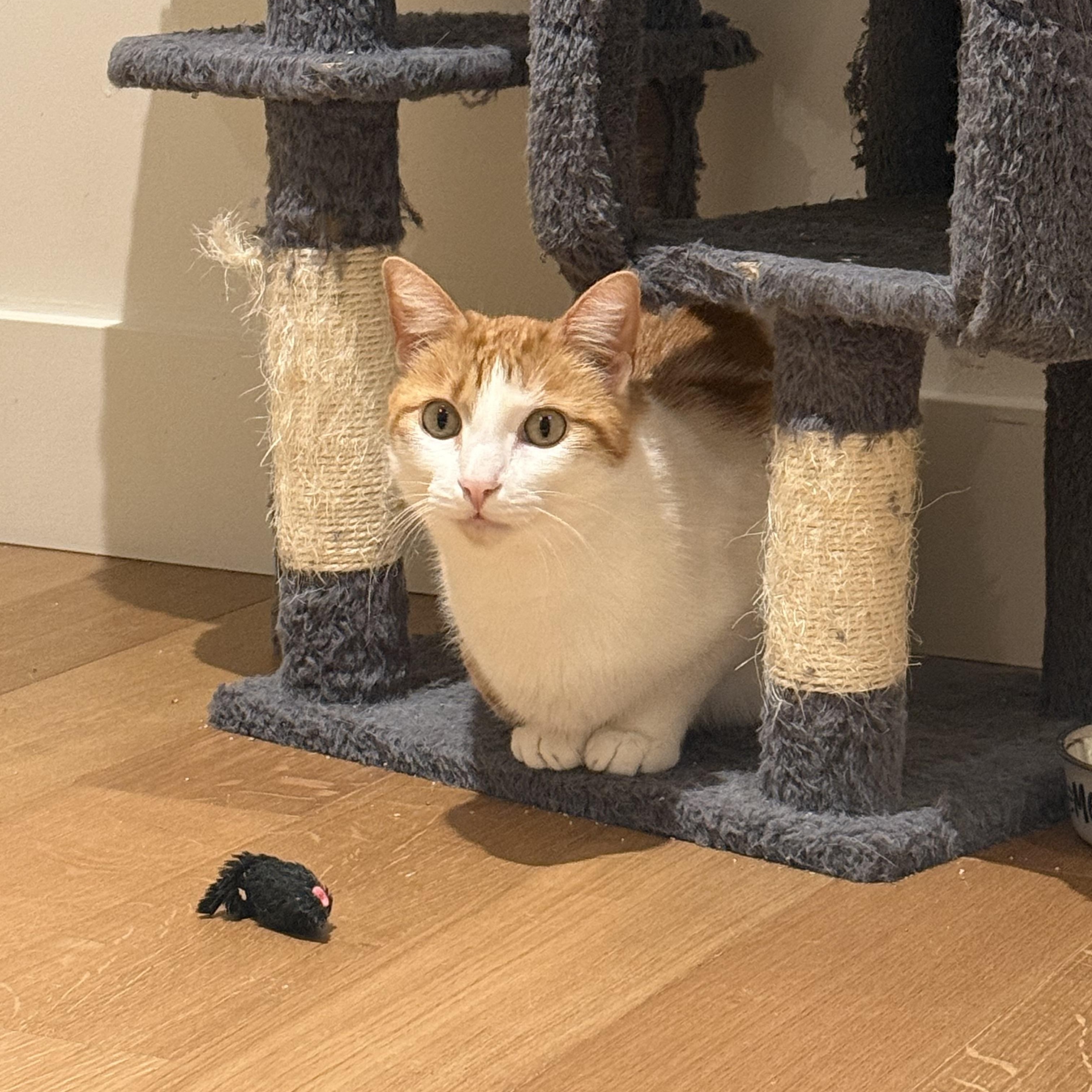 Oliver (bonded to Ash), a ADOPTABLE American Shorthair in Sunset Valley, TX image 3/6