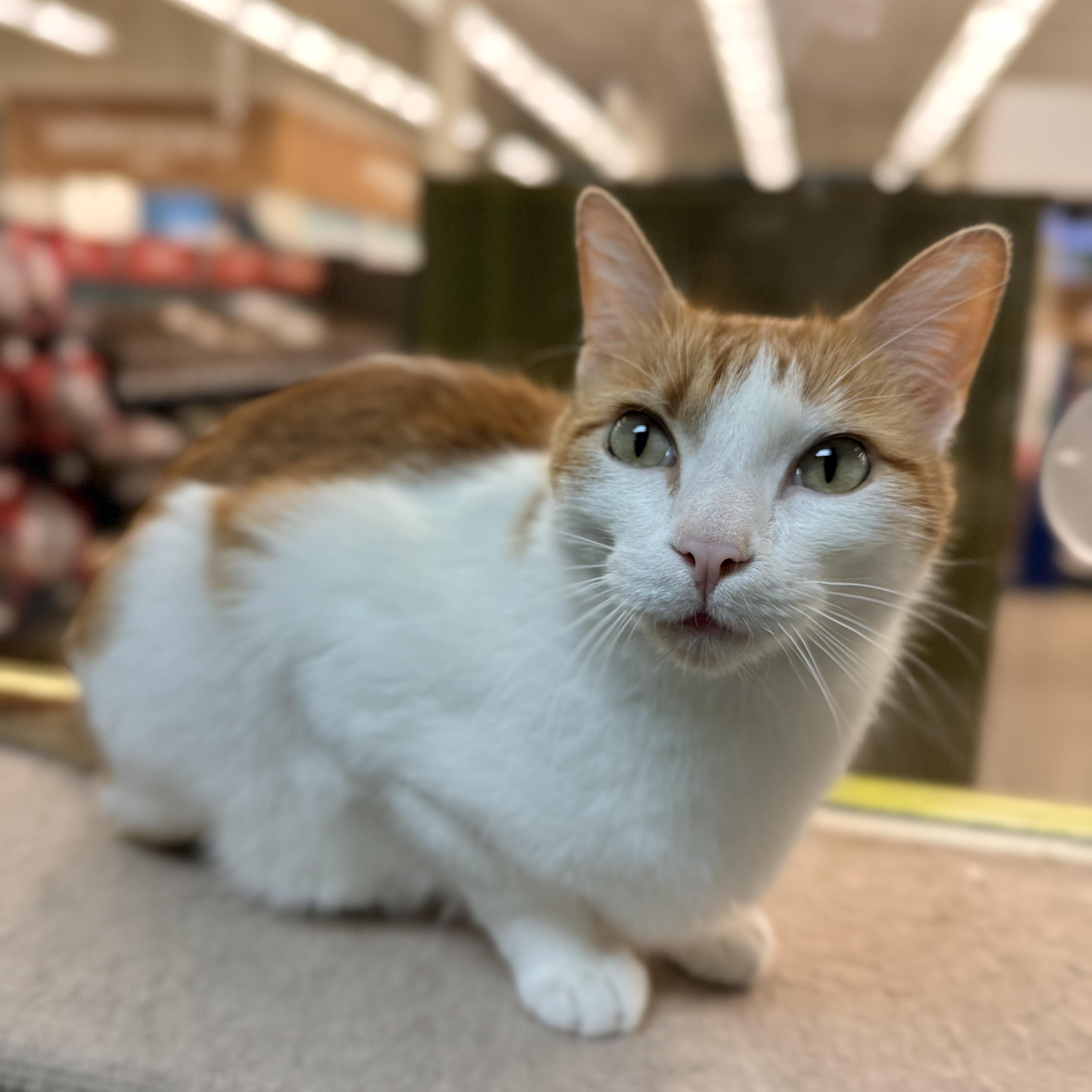Oliver (bonded to Ash), a ADOPTABLE American Shorthair in Sunset Valley, TX image 6/6