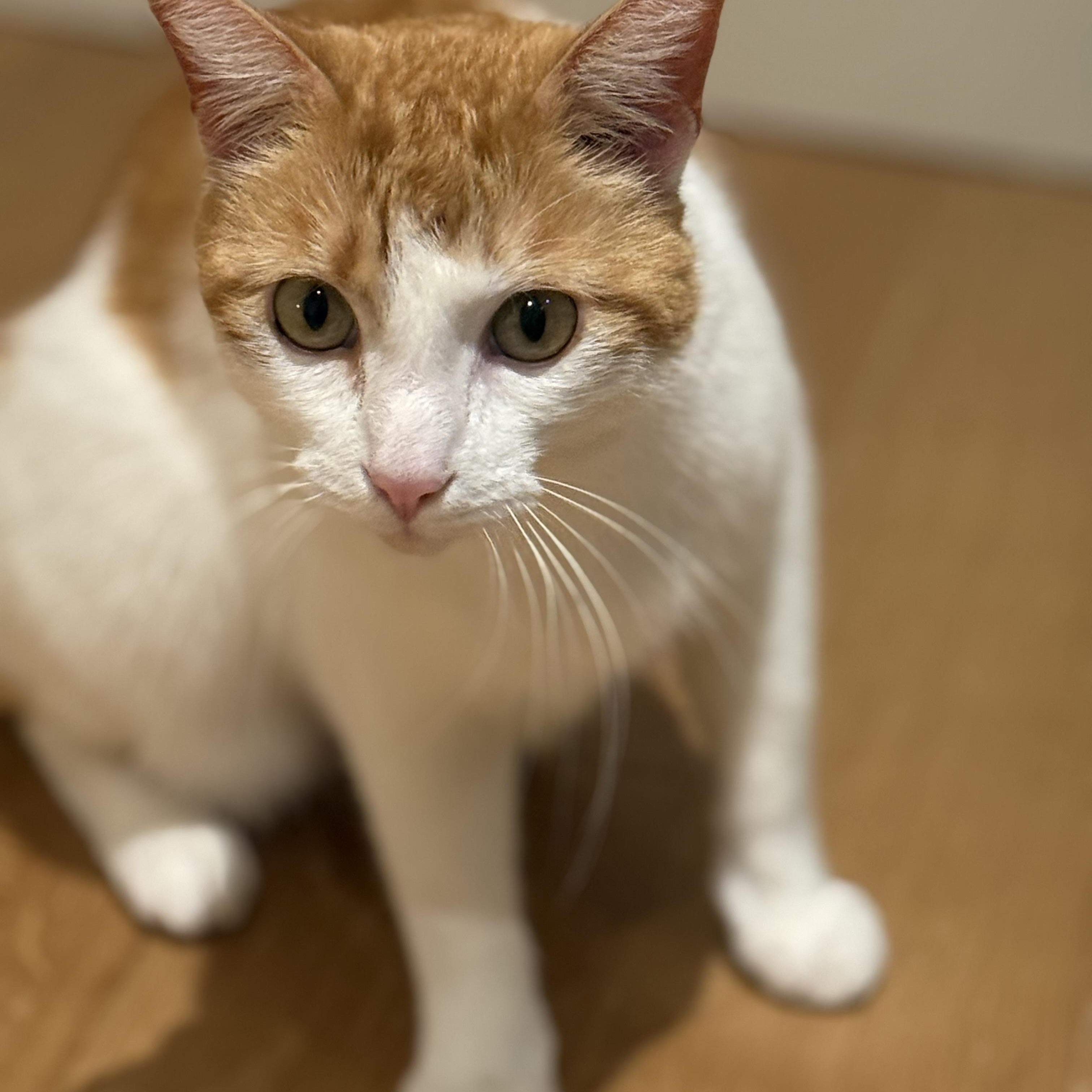 Oliver (bonded to Ash), a ADOPTABLE American Shorthair in Sunset Valley, TX image 4/6