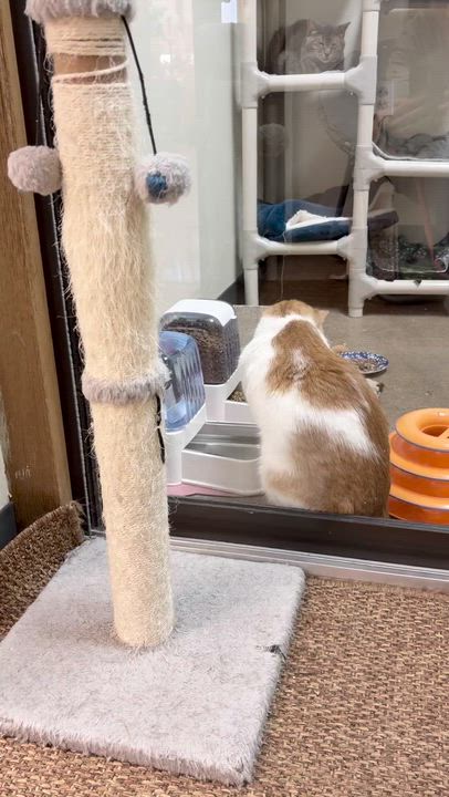 Enlarge Oliver (bonded to Ash), a ADOPTABLE American Shorthair in Sunset Valley, TX video 6/6