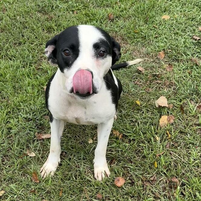 Enlarge Zula, a ADOPTABLE mixed breed in Valdosta, GA image 2/2