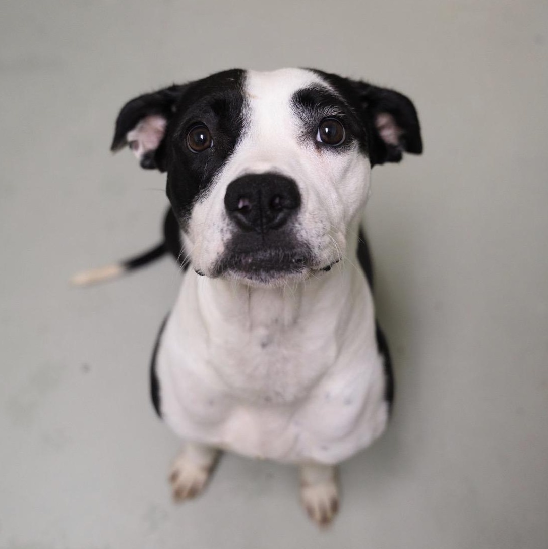 Zula, Adoptable, Young Female Bulldog.