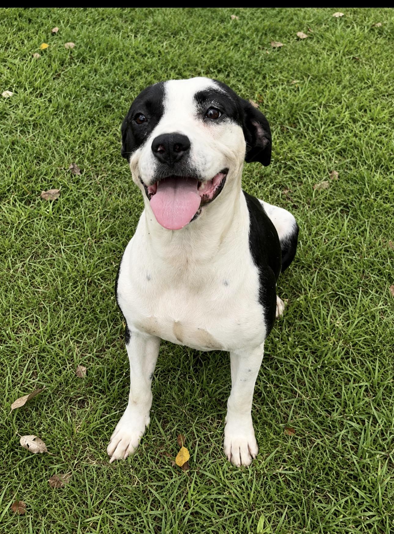 Enlarge Zula, a ADOPTABLE mixed breed in Valdosta, GA image 1/2