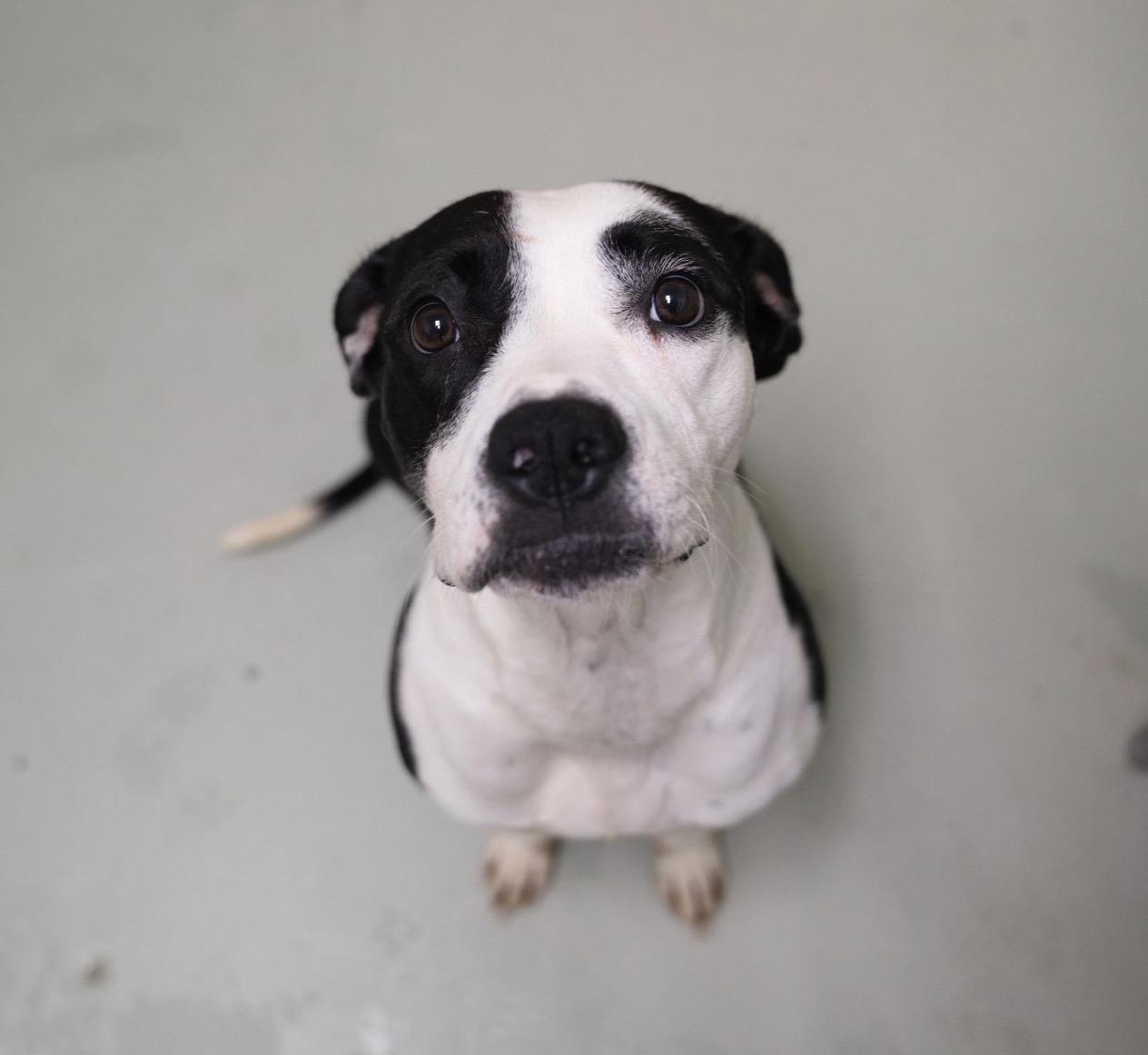 Enlarge Zula, a Adoptable mixed breed in Valdosta, GA image 4/4