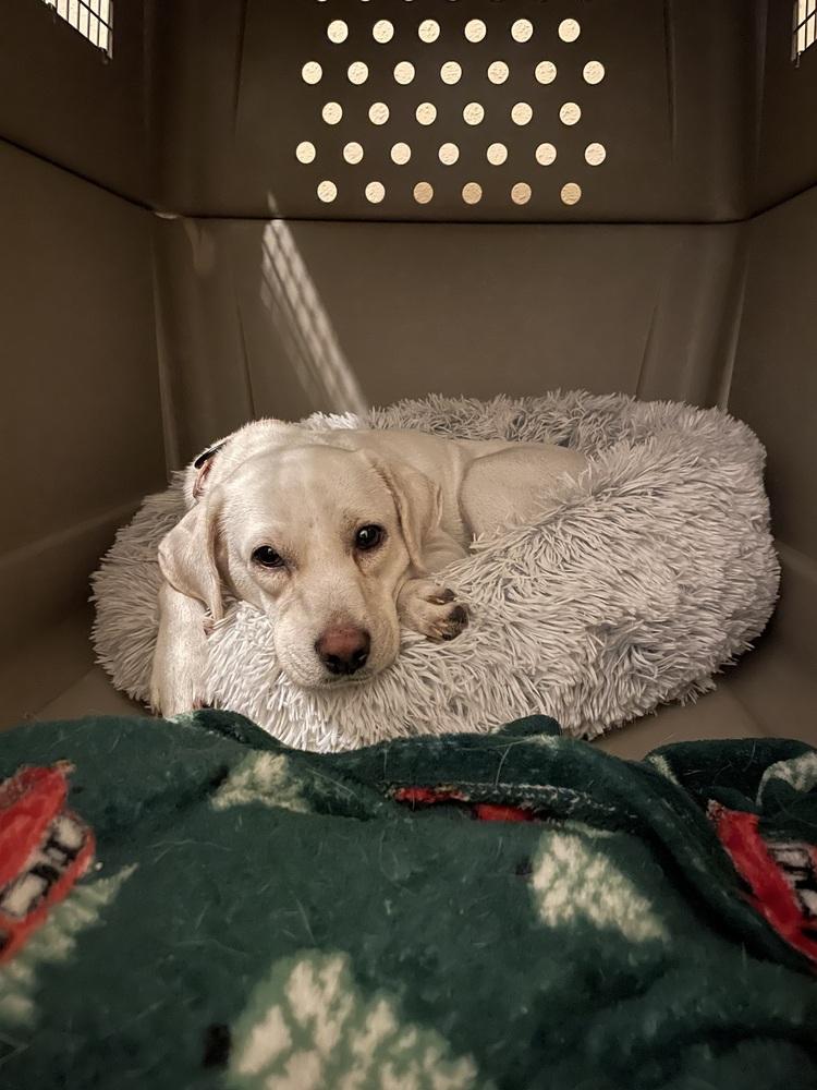 Lily 💜, Adoptable, Adult Female Labrador Retriever & Beagle.
