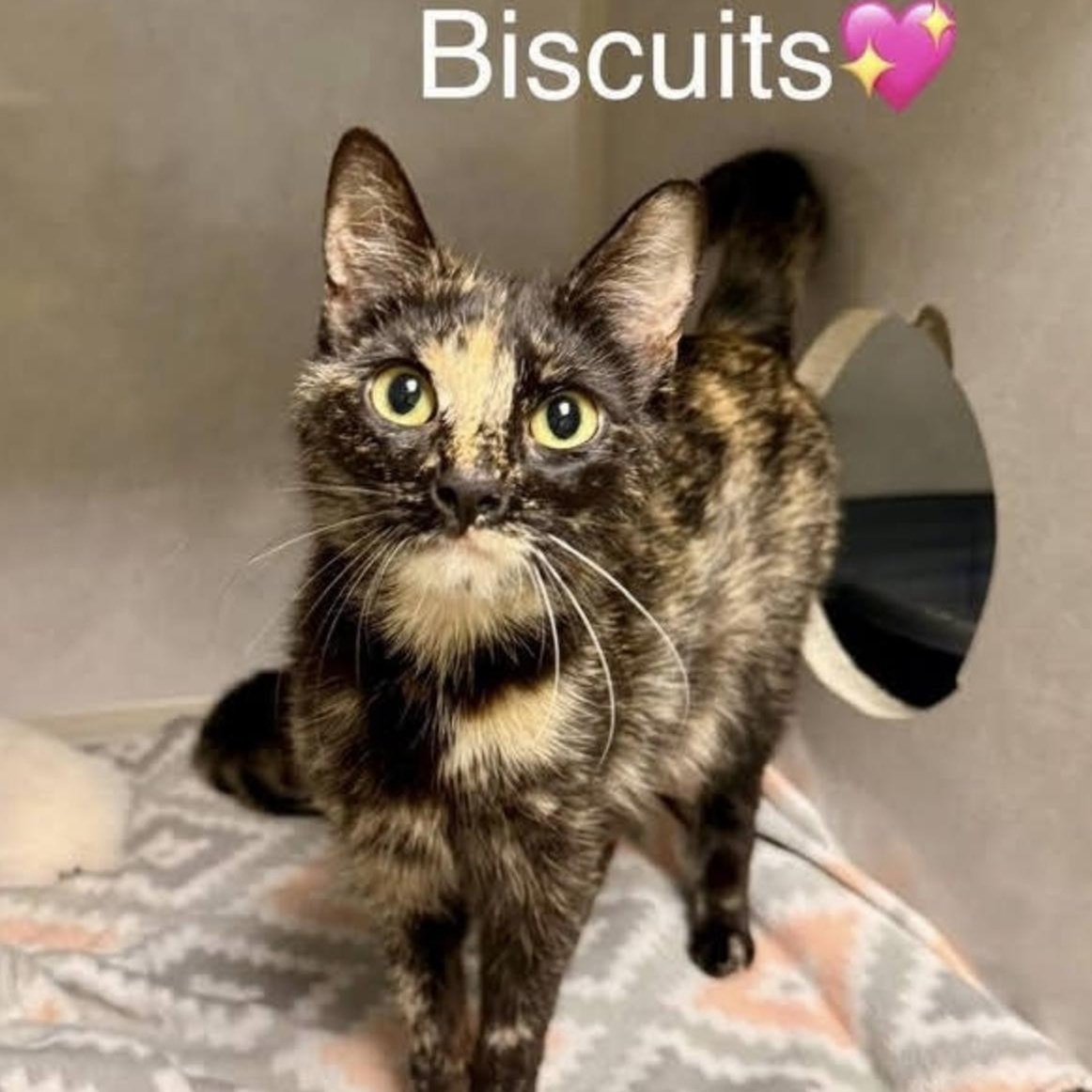 Biscuits