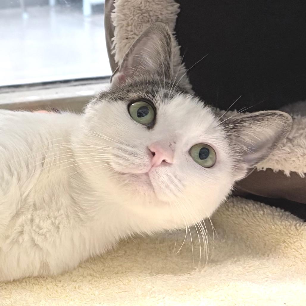 Enlarge Martha Stewart, a Adoptable Domestic Short Hair in Sarasota, FL image 3/5