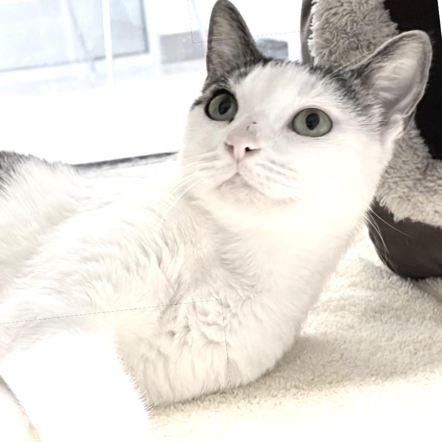 Enlarge Martha Stewart, a Adoptable Domestic Short Hair in Sarasota, FL image 5/5