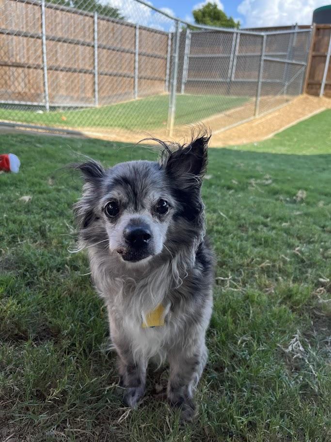 Blueboy A212335