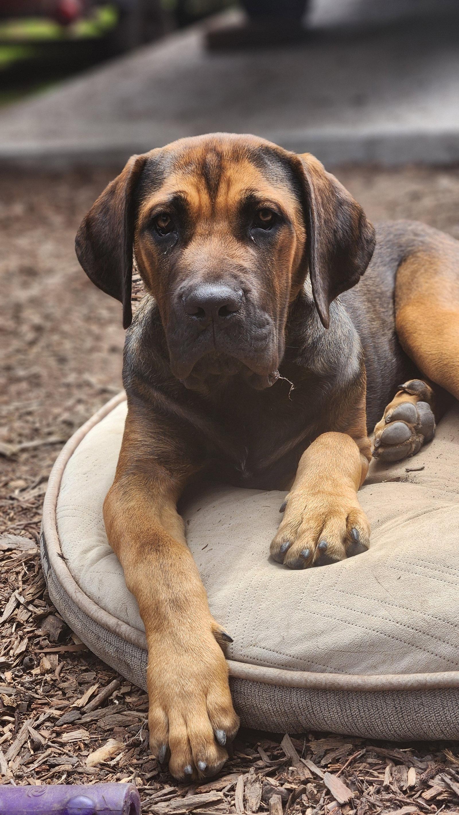 Rowan, Adoptable, Young Male Mastiff.
