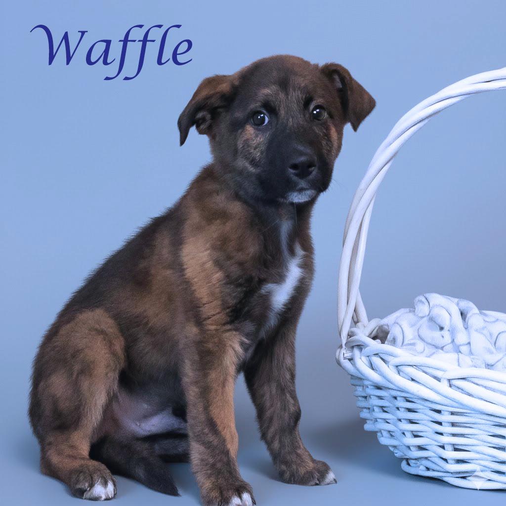 Waffle D25-209, Adoptable, Puppy Male Mixed Breed.