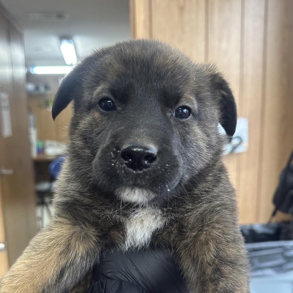 Enlarge Waffle D25-209, a Adoptable Mixed Breed in Lebanon, TN image 2/3