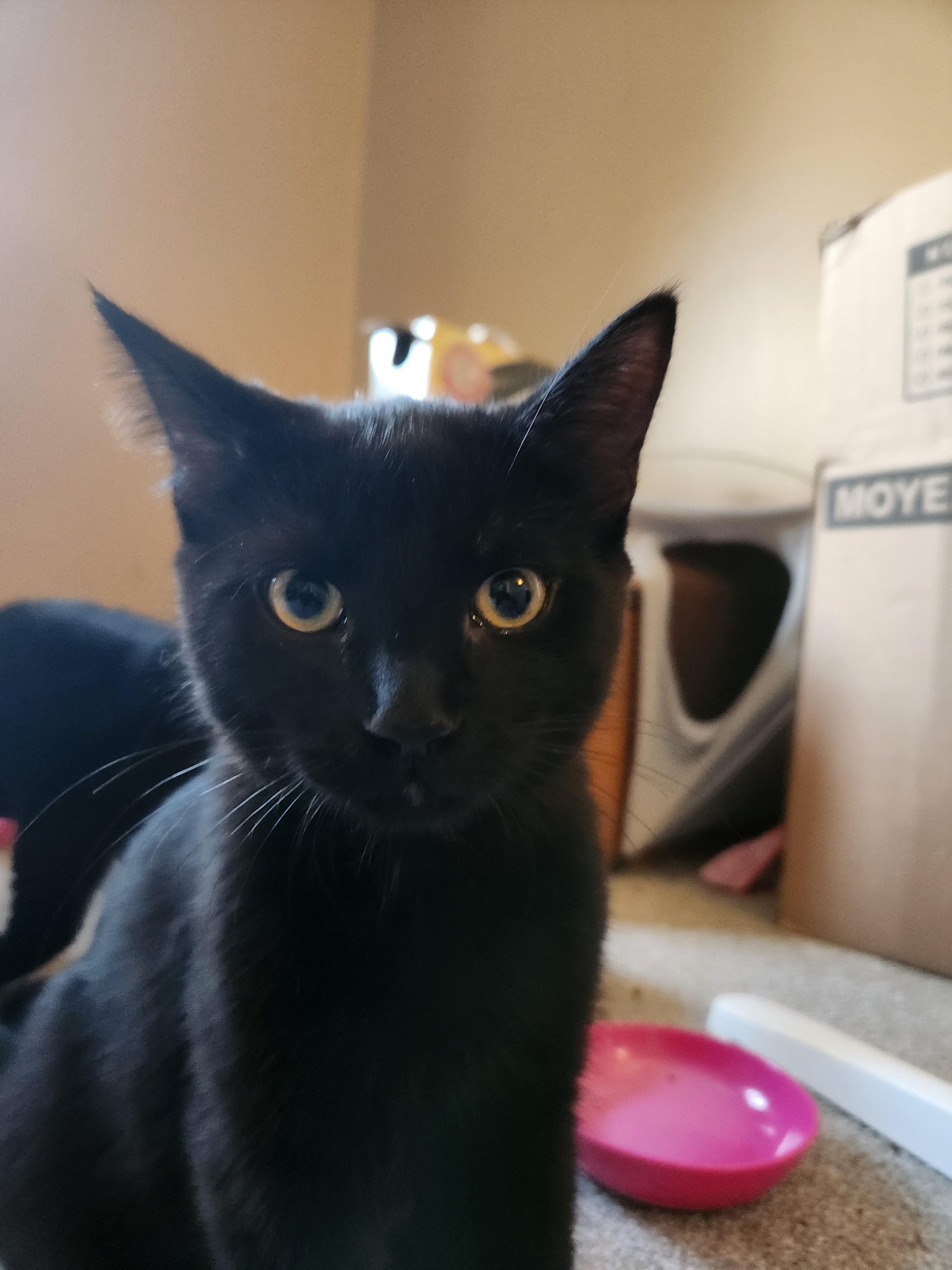 Enlarge Mars *bonded with Blueberry*, a Adoptable Domestic Short Hair in Pickering, ON image 4/6