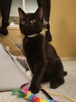 Enlarge Mars *bonded with Blueberry*, a Adoptable Domestic Short Hair in Pickering, ON image 2/6