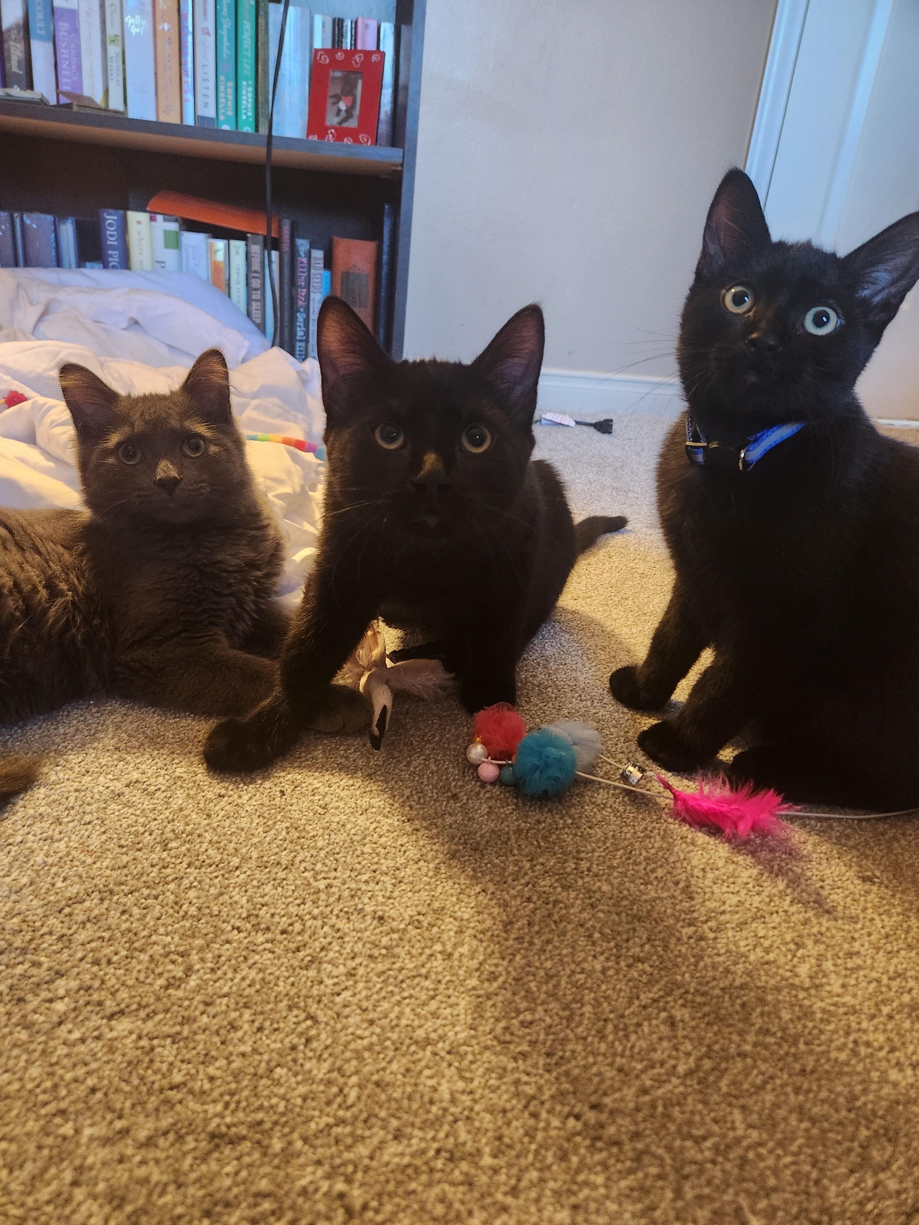 Enlarge Mars *bonded with Blueberry*, a Adoptable Domestic Short Hair in Pickering, ON image 3/6