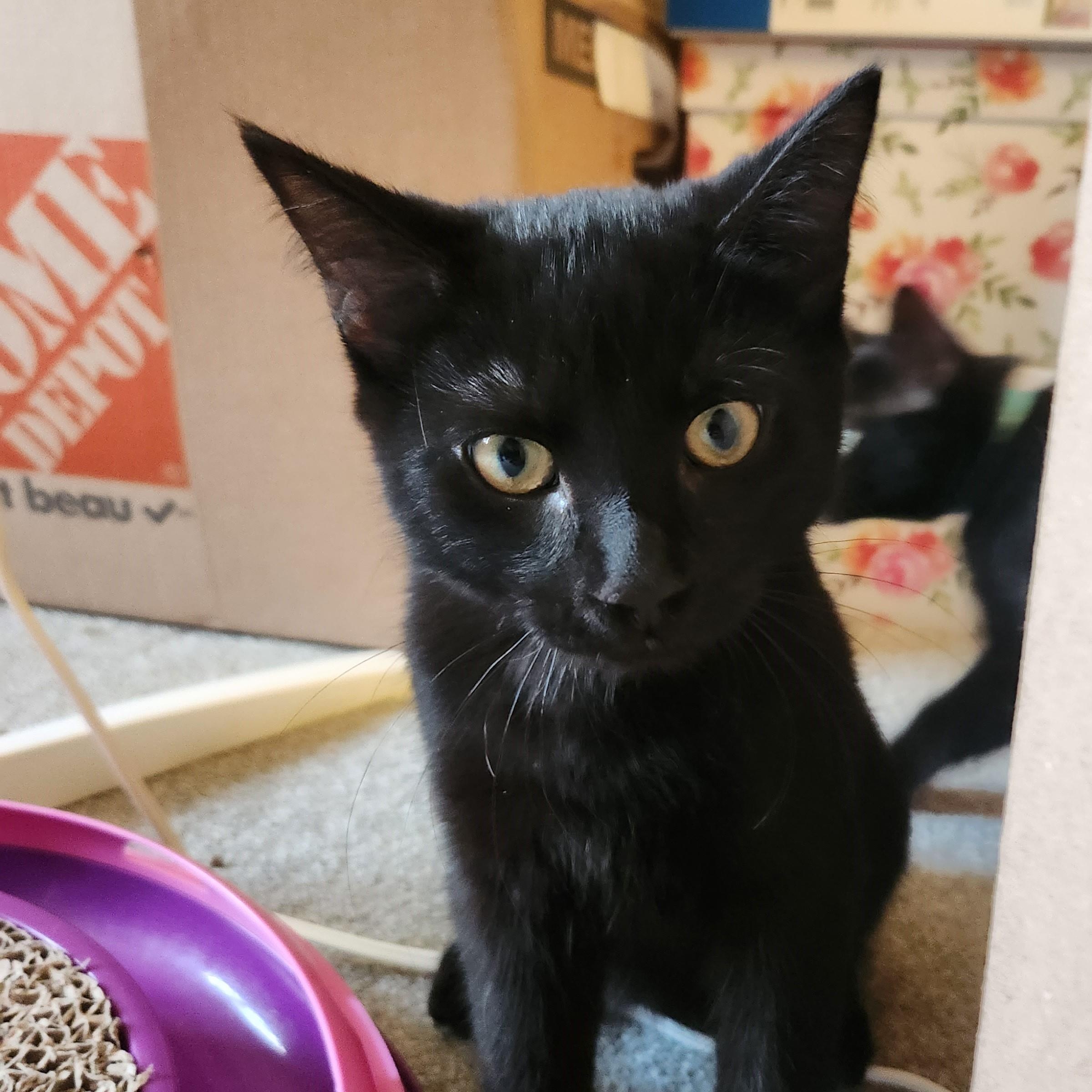 Enlarge Mars *bonded with Blueberry*, a Adoptable Domestic Short Hair in Pickering, ON image 1/6