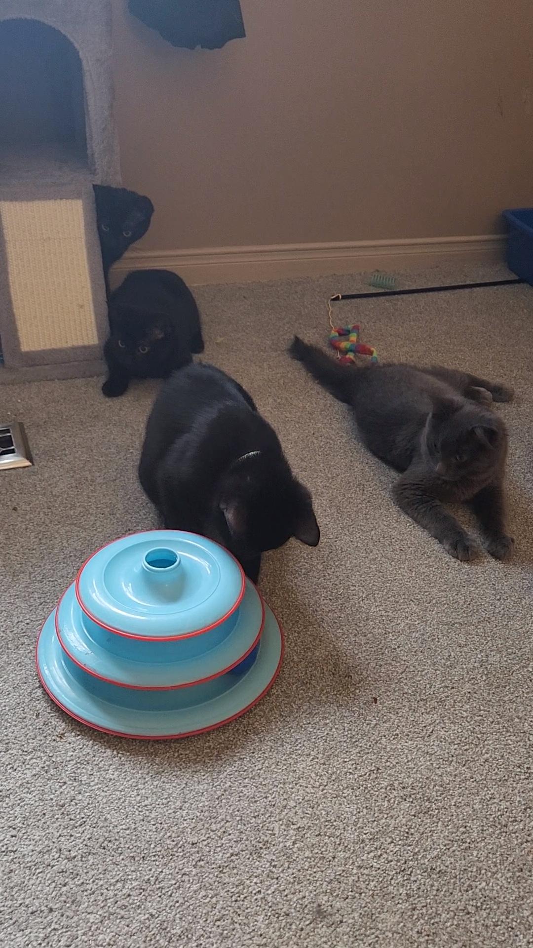 Enlarge Mars *bonded with Blueberry*, a Adoptable Domestic Short Hair in Pickering, ON image 5/6