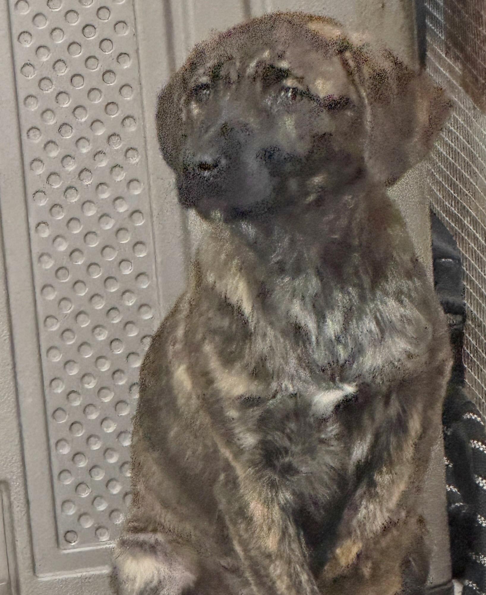 Kimba, adopted, Puppy Female Cane Corso & German Shepherd Dog.
