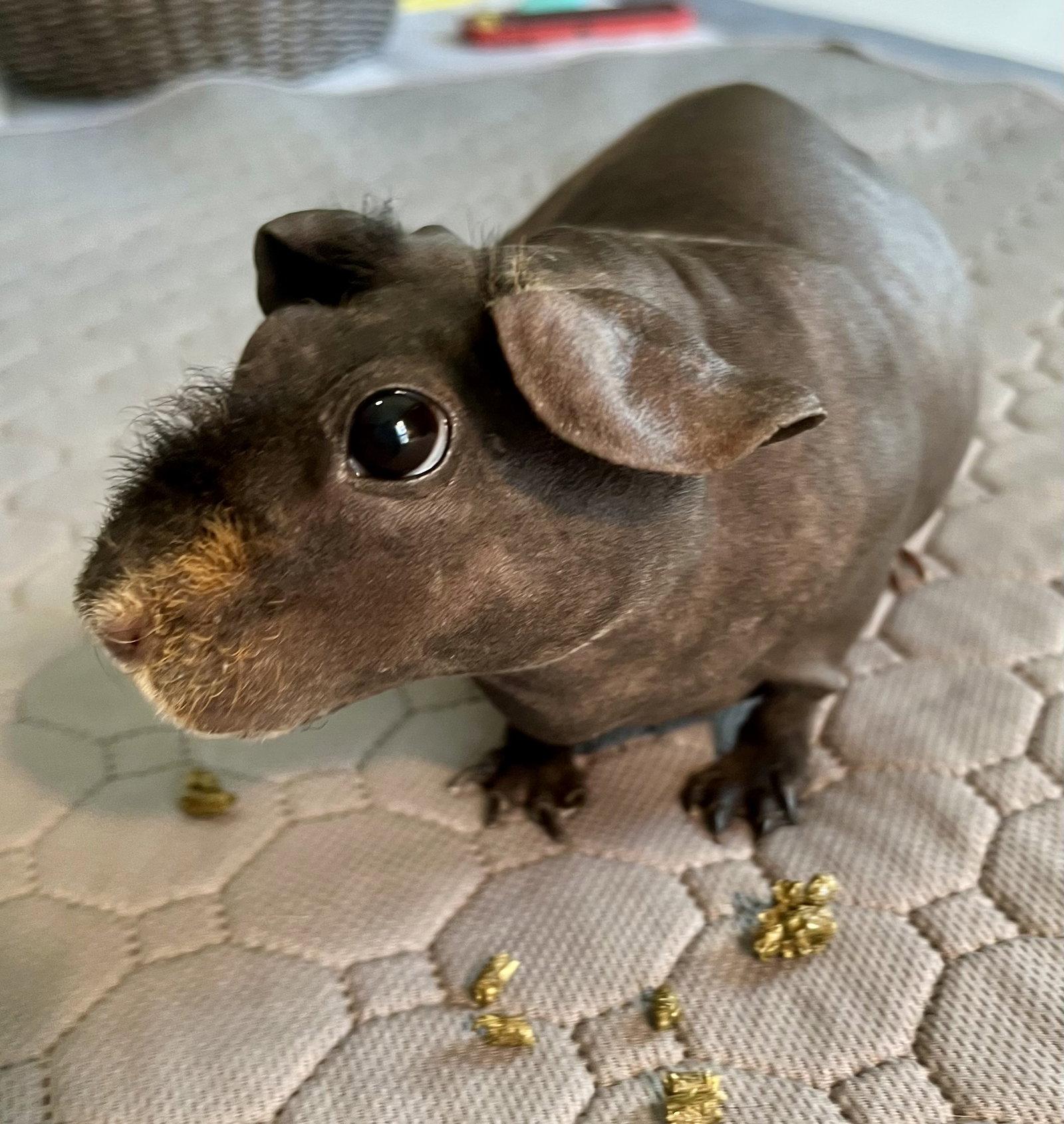Inez, Adopted, Young Female Guinea Pig.