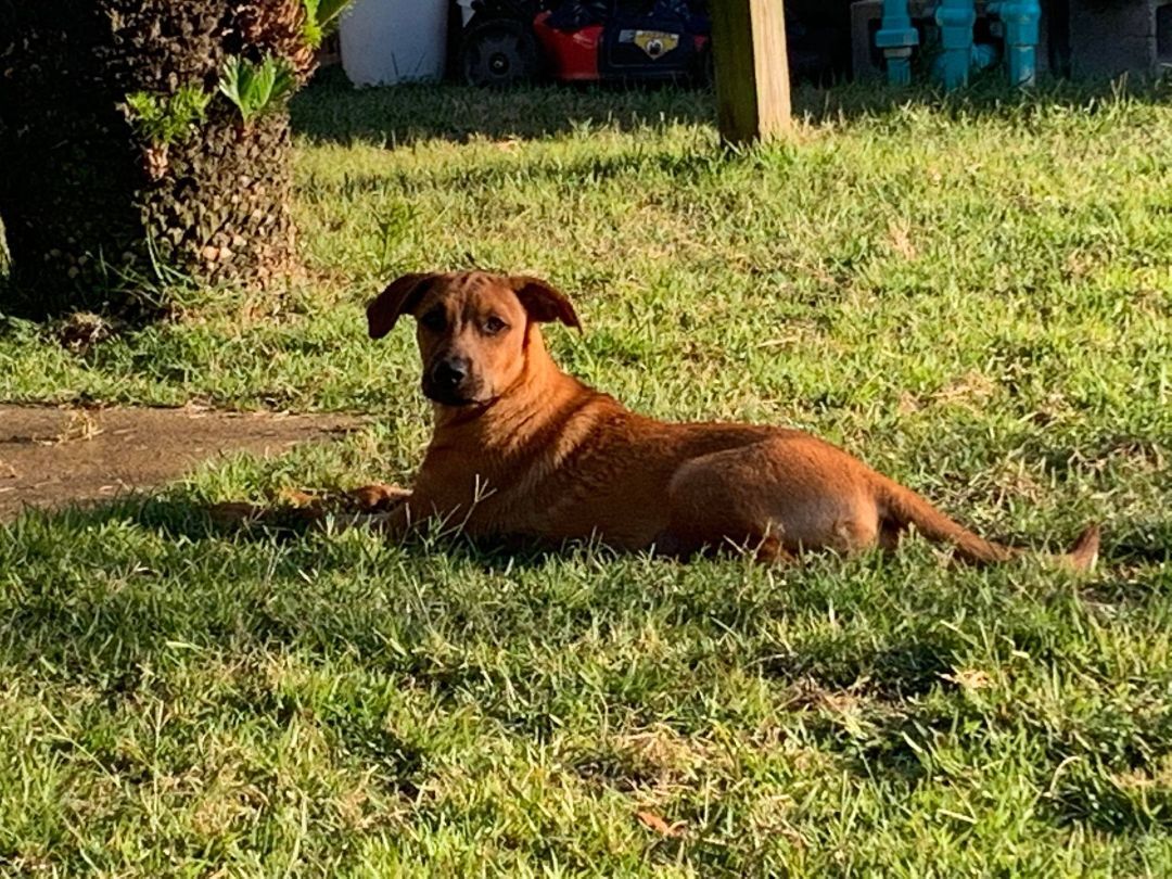Bonnie, a Adoptable mixed breed in Navarre, FL image 4/6