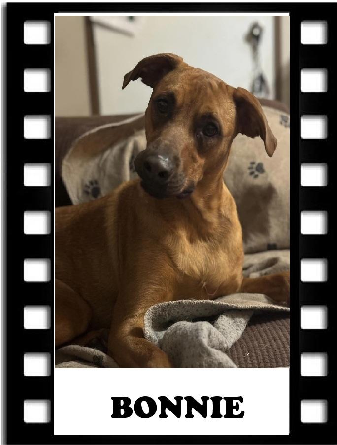 Bonnie, a Adoptable mixed breed in Navarre, FL image 1/6