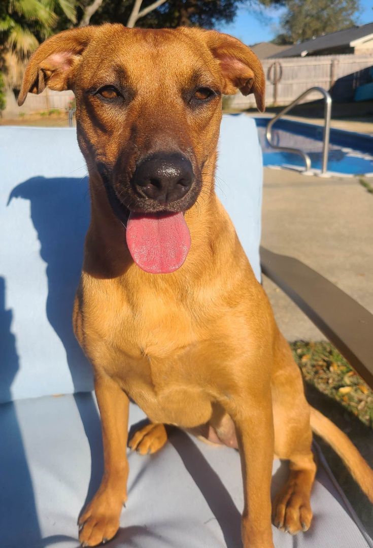 Bonnie, a Adoptable mixed breed in Navarre, FL image 5/6