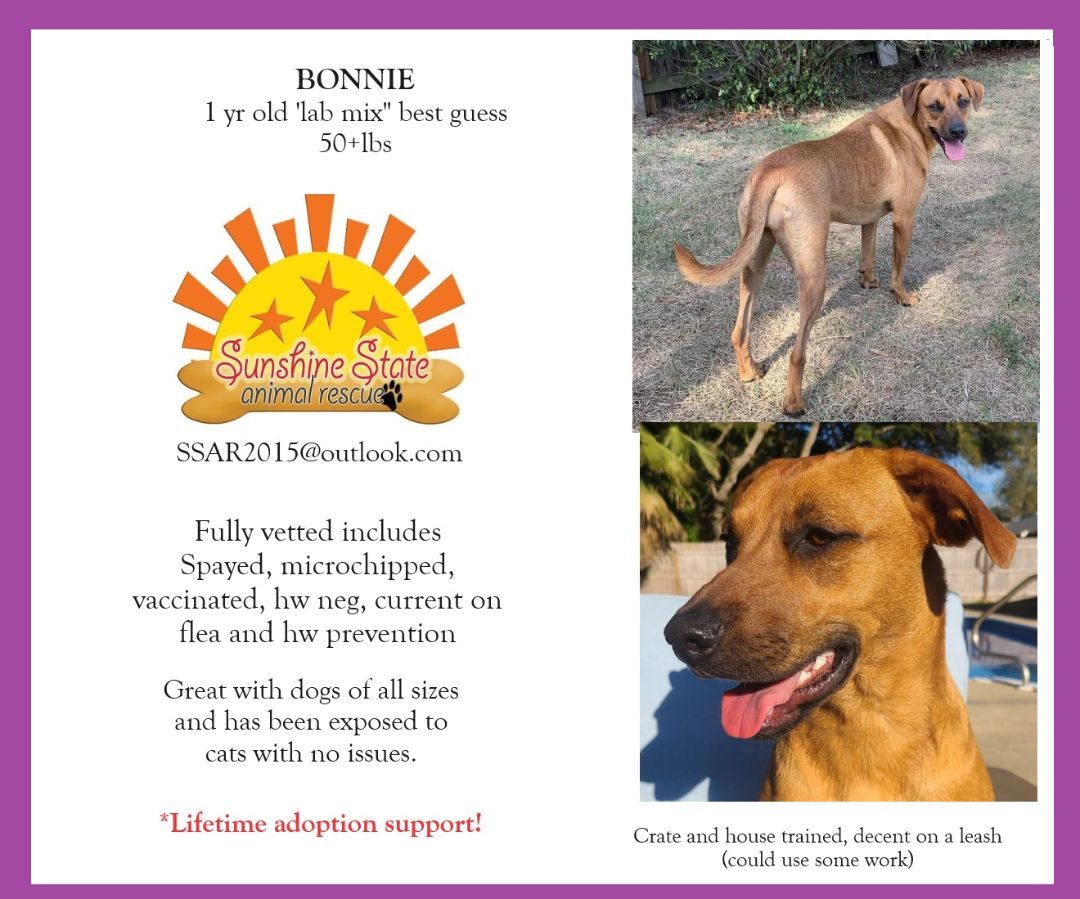 Bonnie, a Adoptable mixed breed in Navarre, FL image 6/6