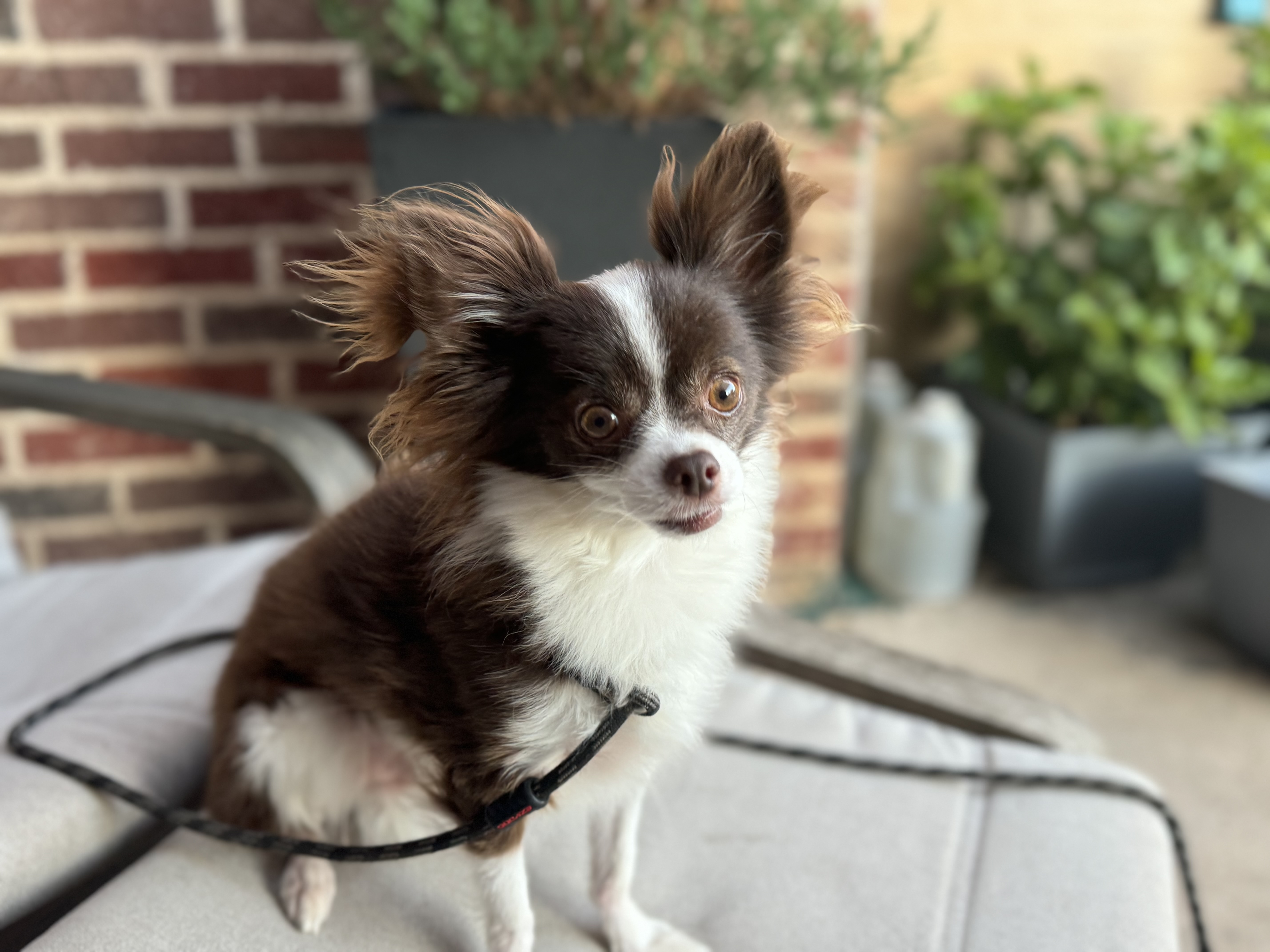 Enlarge Rowan, a Adopted Chihuahua in Coleman, TX image 1/3