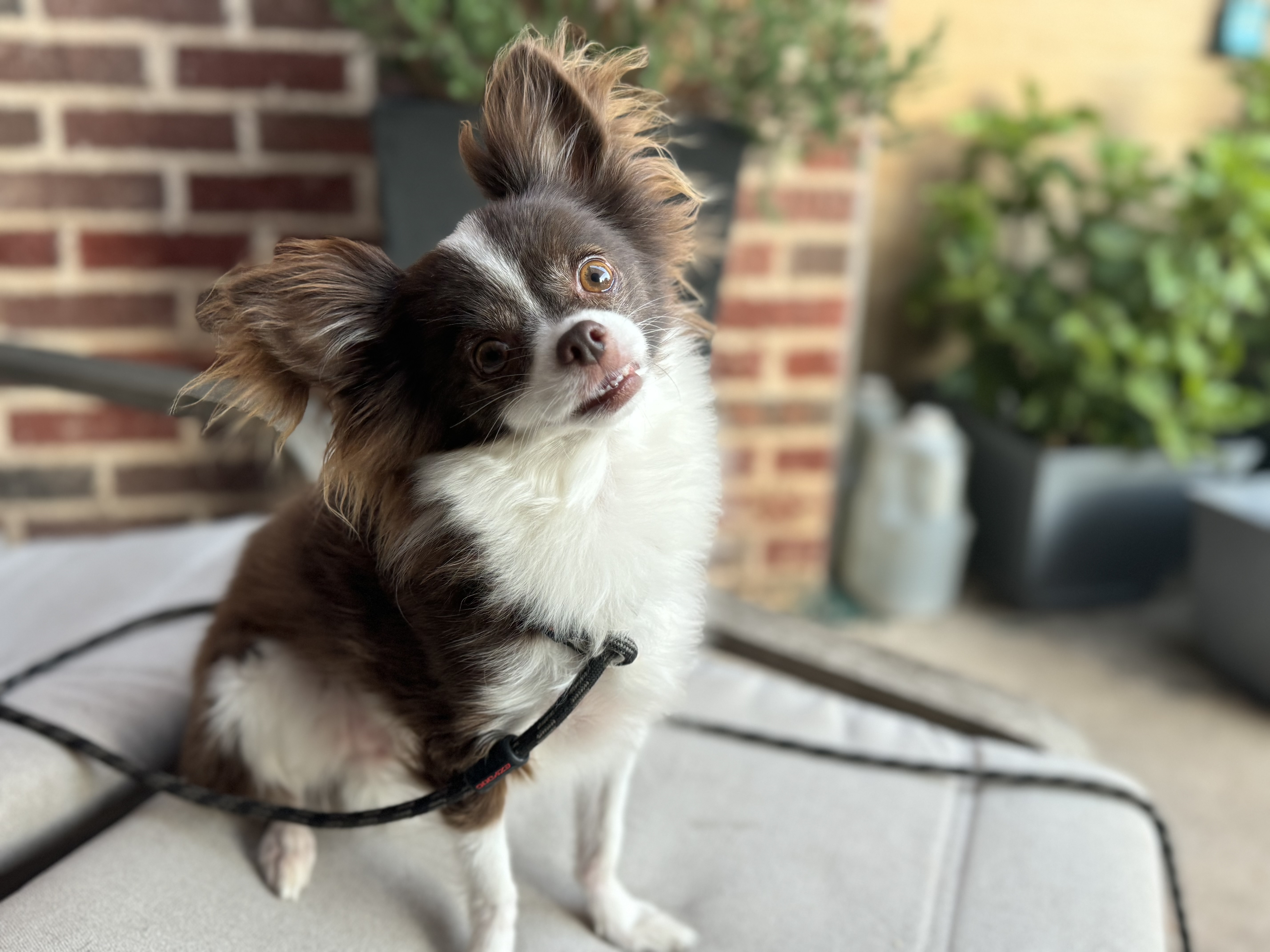 Enlarge Rowan, a Adopted Chihuahua in Coleman, TX image 2/3