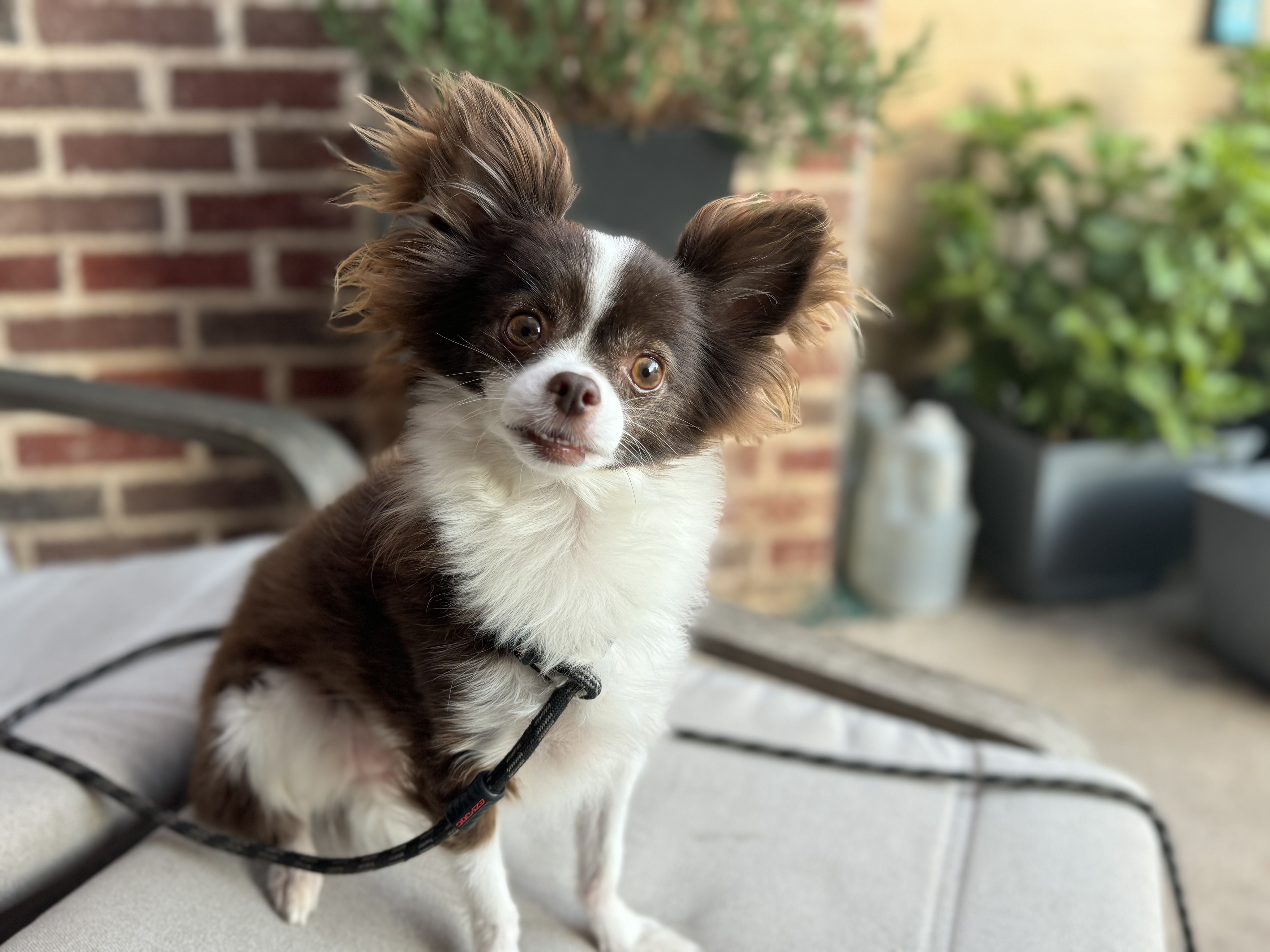 Enlarge Rowan, a Adopted Chihuahua in Coleman, TX image 3/3