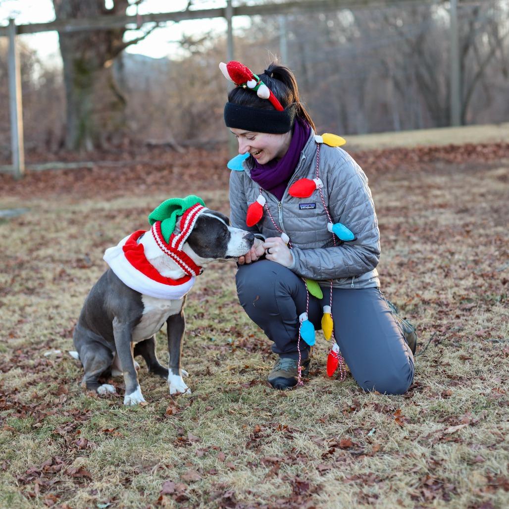 Enlarge Scout, a Adoptable Pit Bull Terrier in Manchester, CT image 1/6