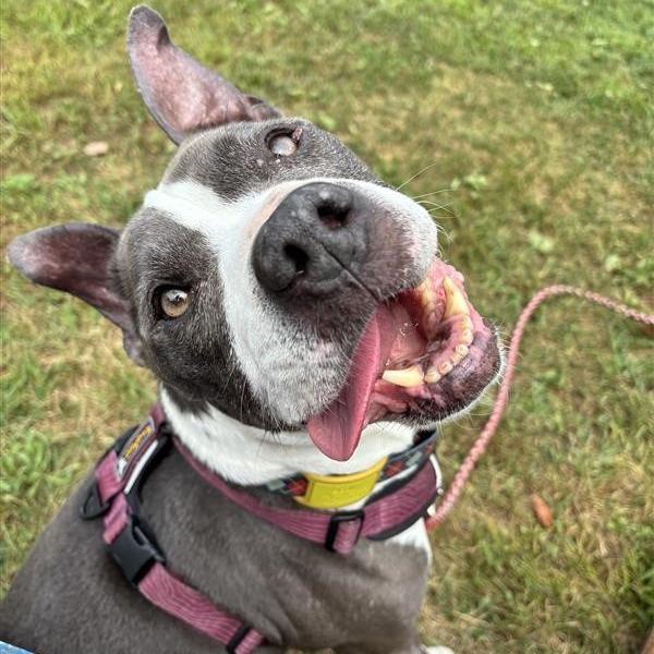 Enlarge Scout, a Adoptable Pit Bull Terrier in Manchester, CT image 2/6