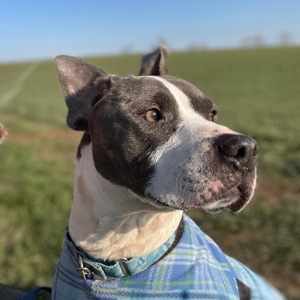 Enlarge Scout, a Adoptable Pit Bull Terrier in Manchester, CT image 3/6
