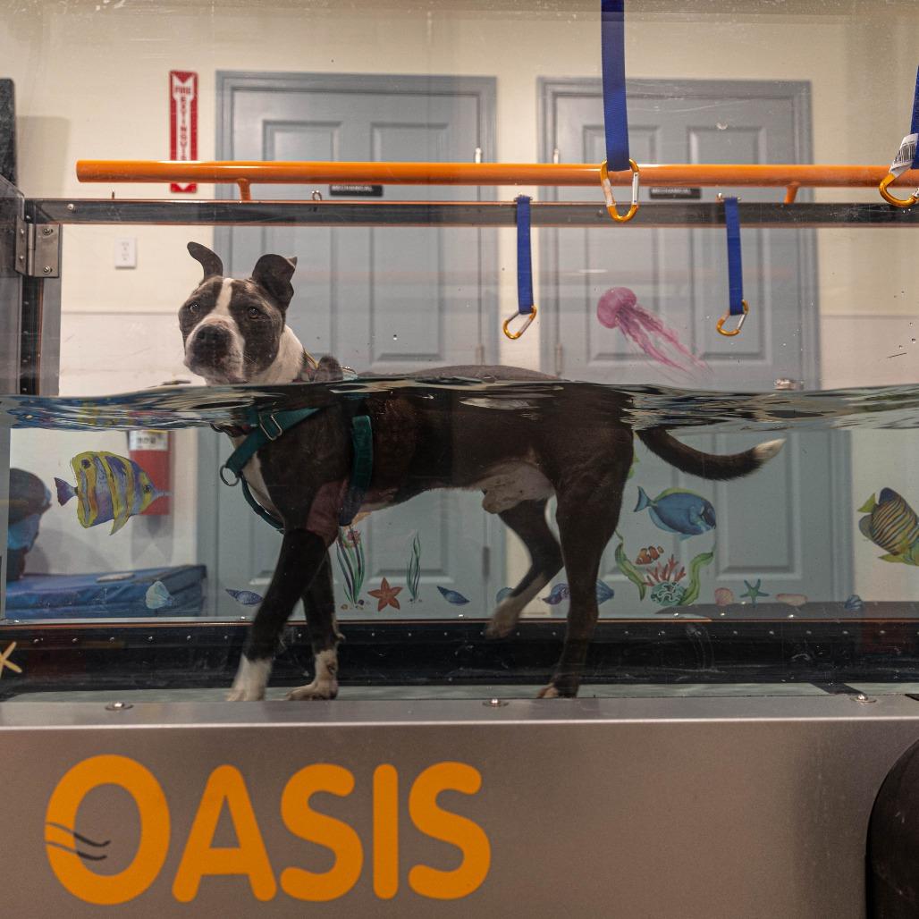 Enlarge Scout, a Adoptable Pit Bull Terrier in Manchester, CT image 4/6